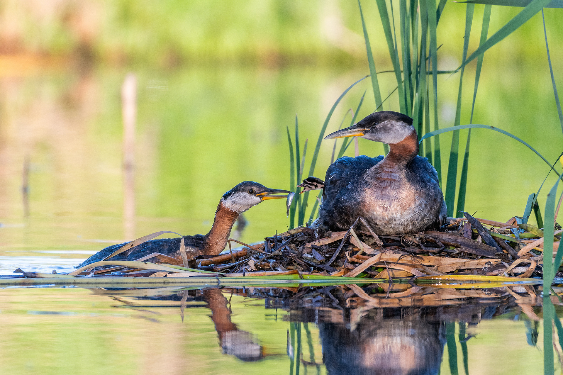 Red-necked Grebe pair at their nest with a chick (male on the nest, female feeding the chick), Marshall Springs - Fish Creek Prov. Park, Calgary, AB