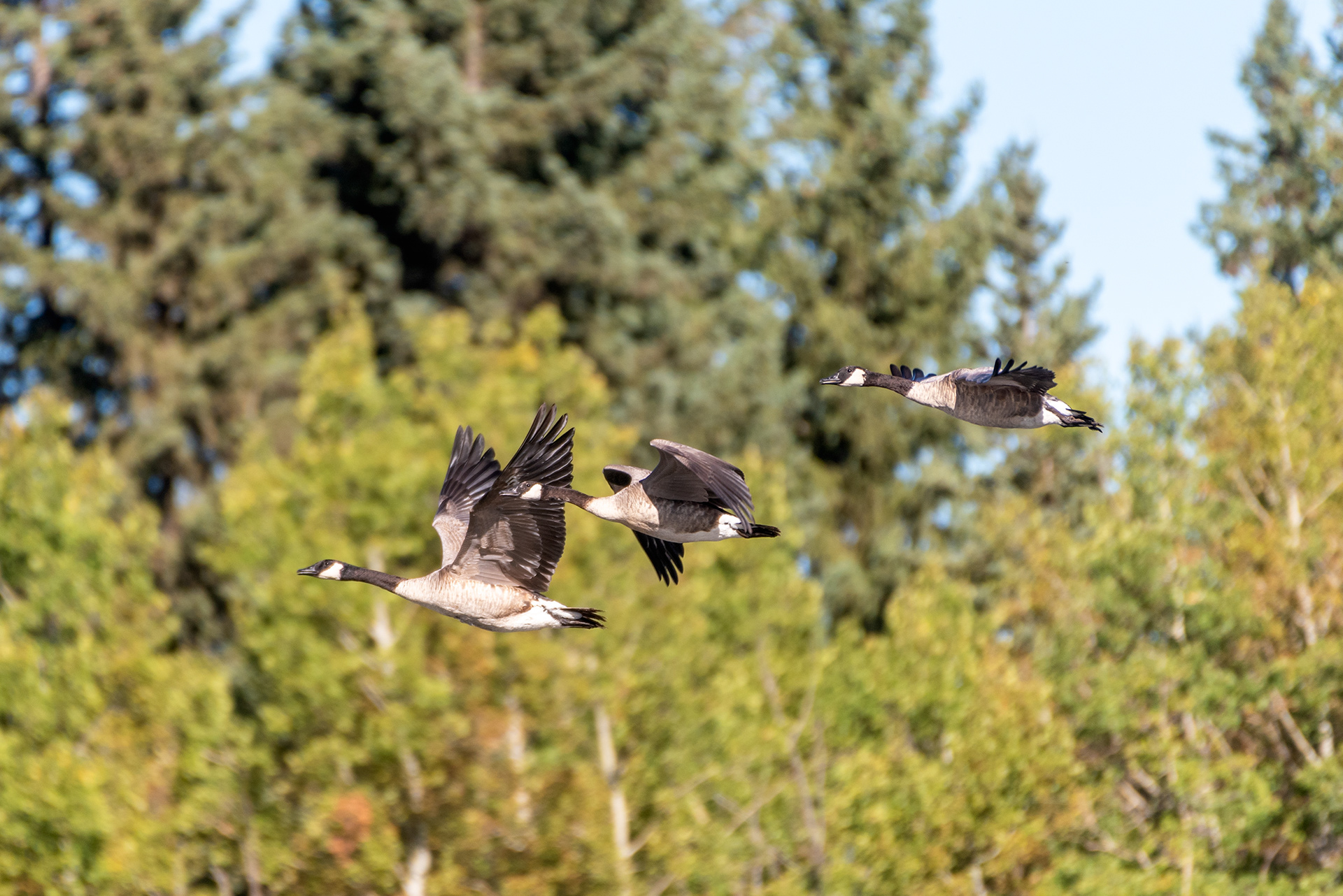 Canada Geese (in flight) at the Marshall Springs ponds in Fish Creek Provincial Park