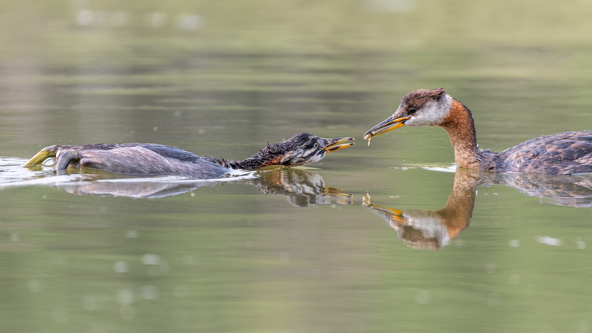 Red-necked Grebes (one female, one immature), Marshall Springs - Fish Creek Prov. Park, Calgary, AB