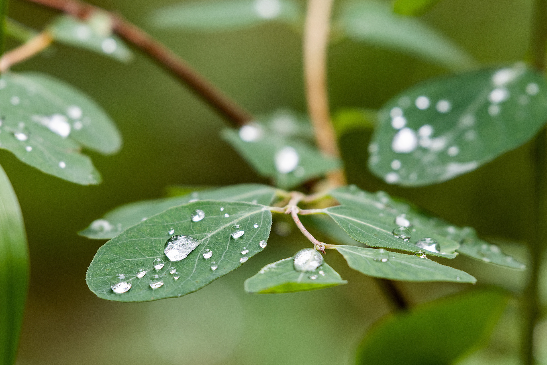 Morning dew on leaves, Marshall Springs - Fish Creek Prov. Park, Calgary, AB