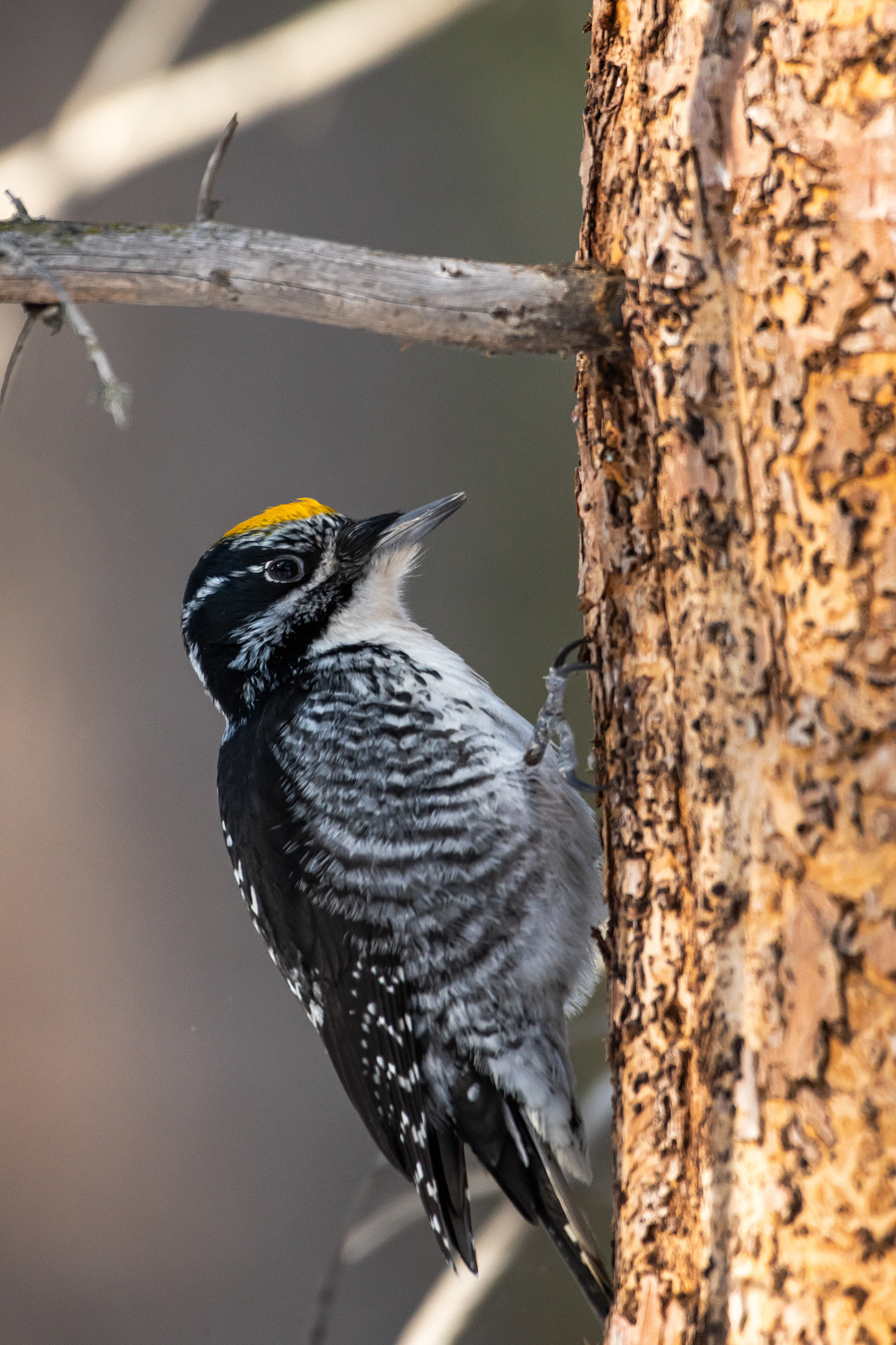 Three-toed Woodpecker (male), near the Marshall Springs area of Fish Creek Provincial Park, Calgary, AB