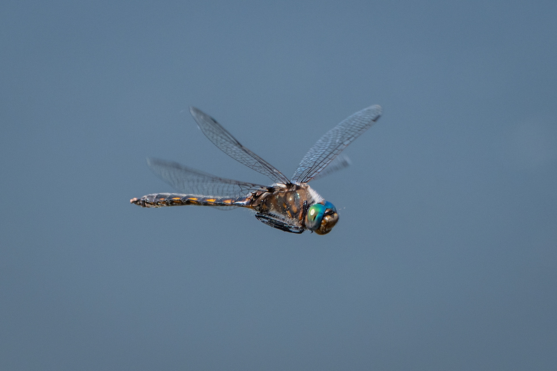 Dragonfly (in flight), Marshall Springs ponds, Fish Creek Provincial Park, Calgary, AB