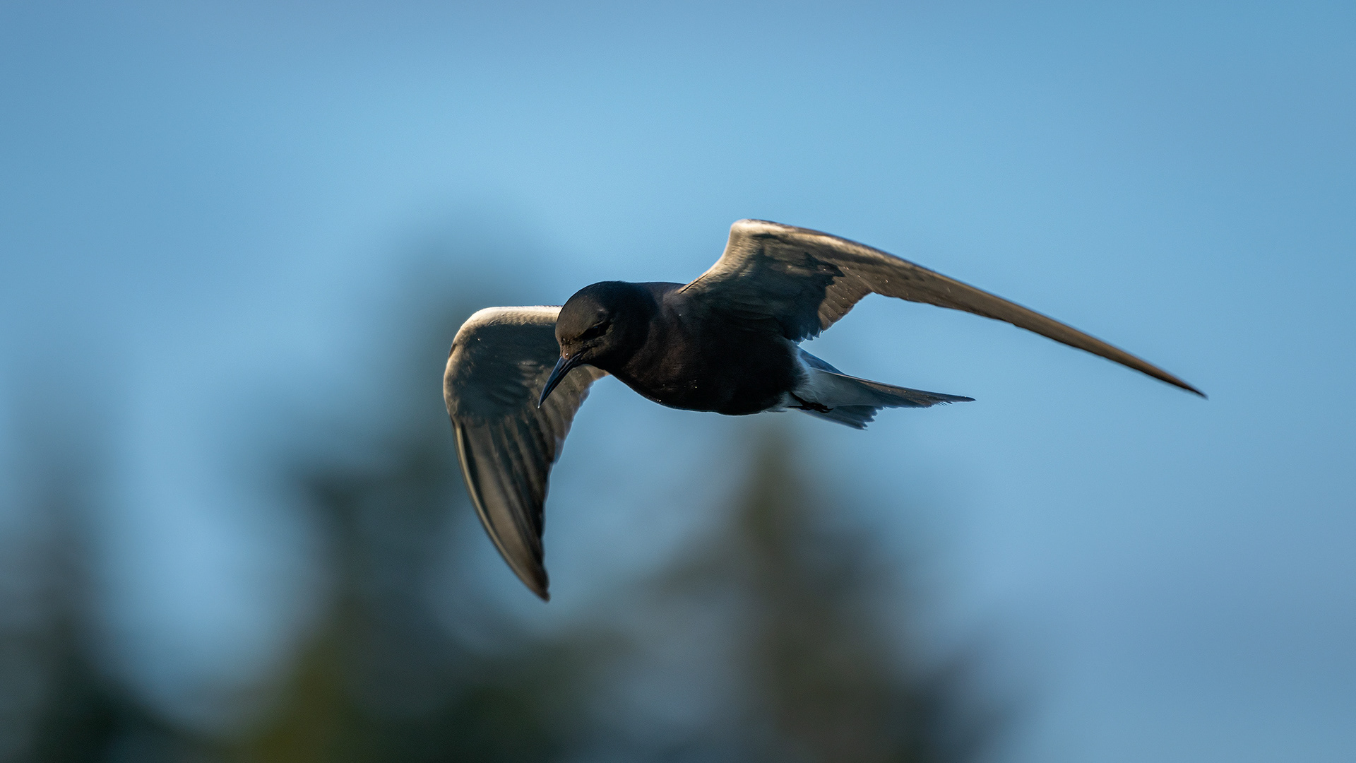 Black Tern (in flight), Marshall Springs ponds, Fish Creek Provincial Park, Calgary, AB