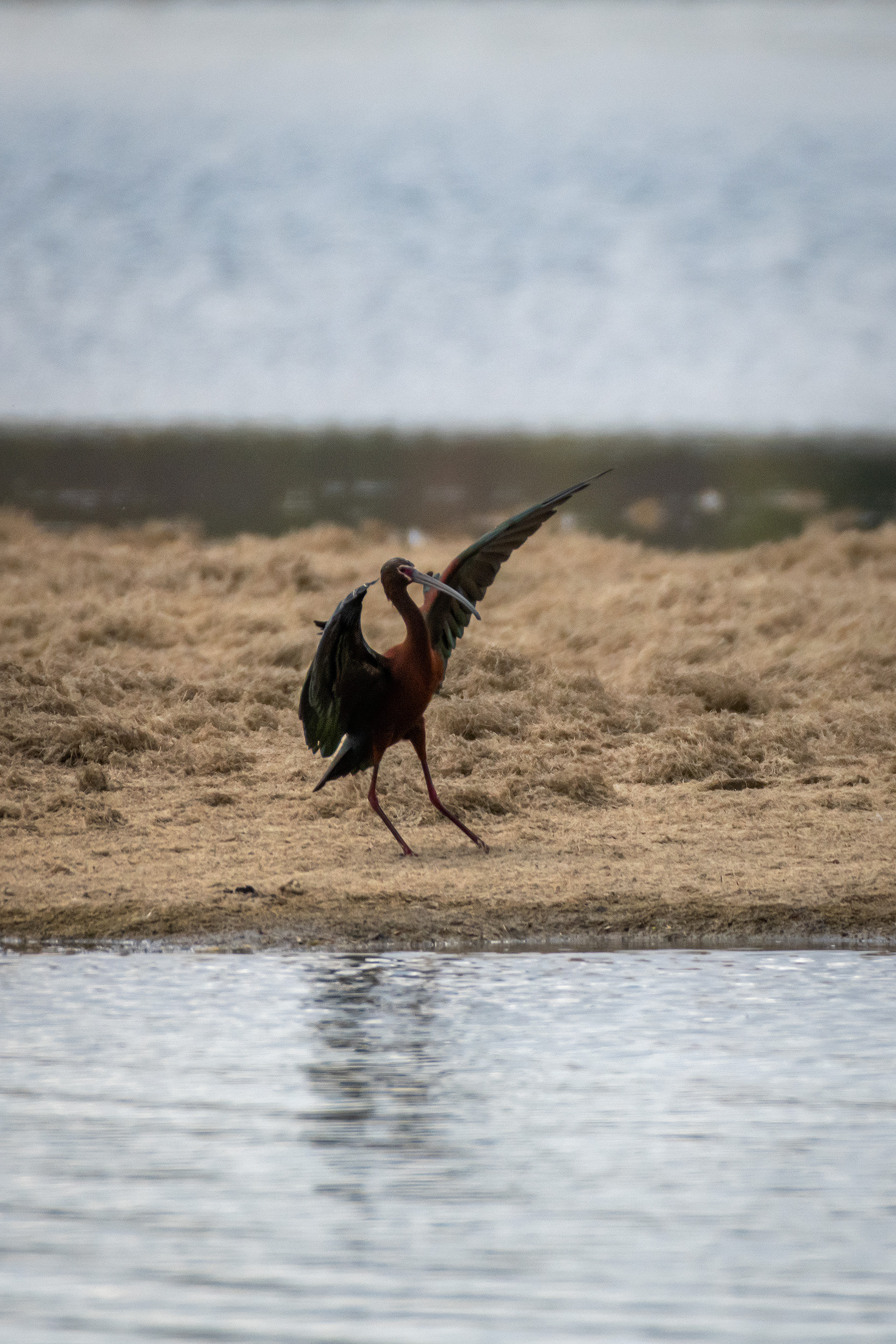 White-faced Ibis (landing), Glenmore Reservoir, North Glenmore Park, Calgary, AB