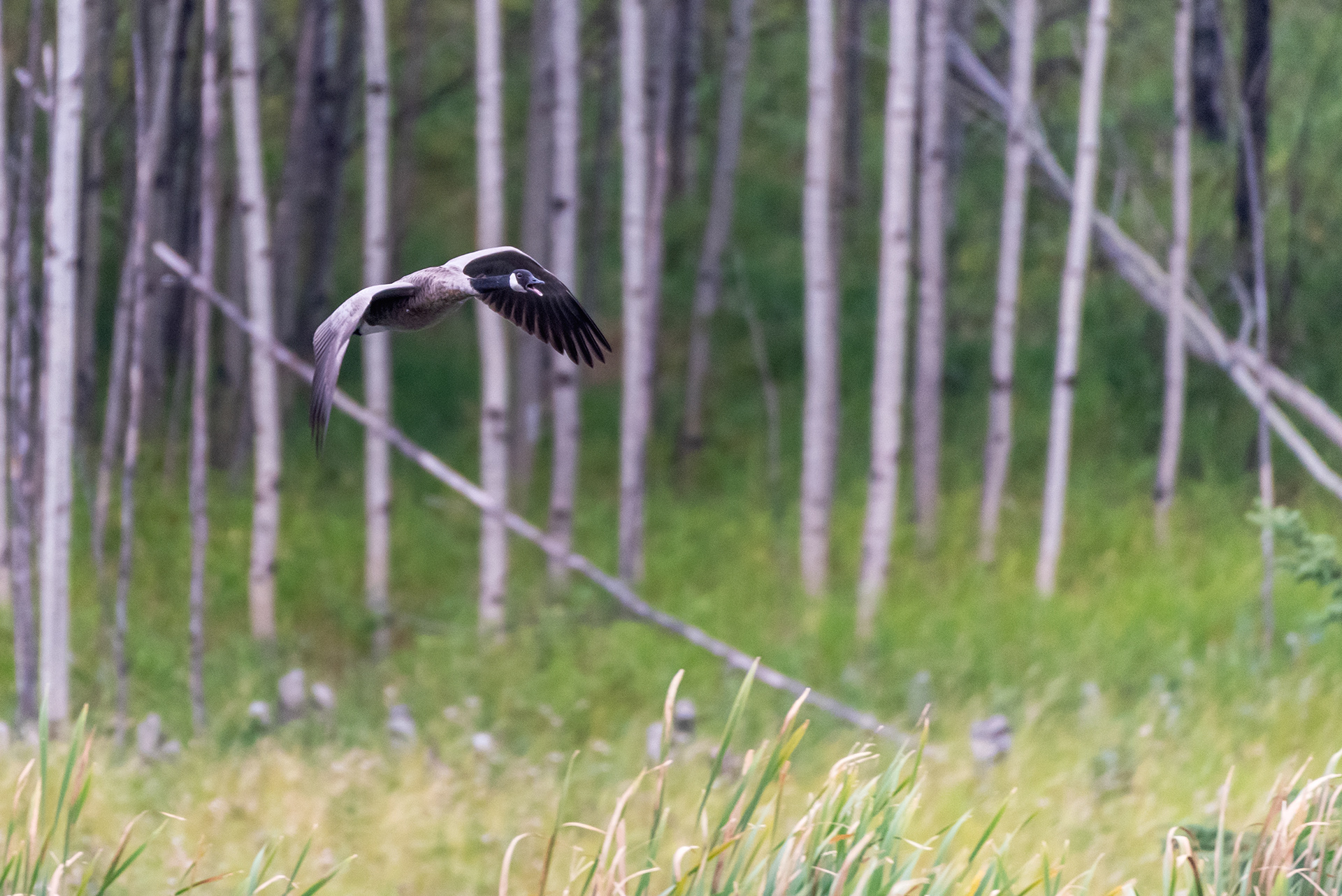 Canada Goose (in flight) at the Marshall Springs ponds in Fish Creek Provincial Park