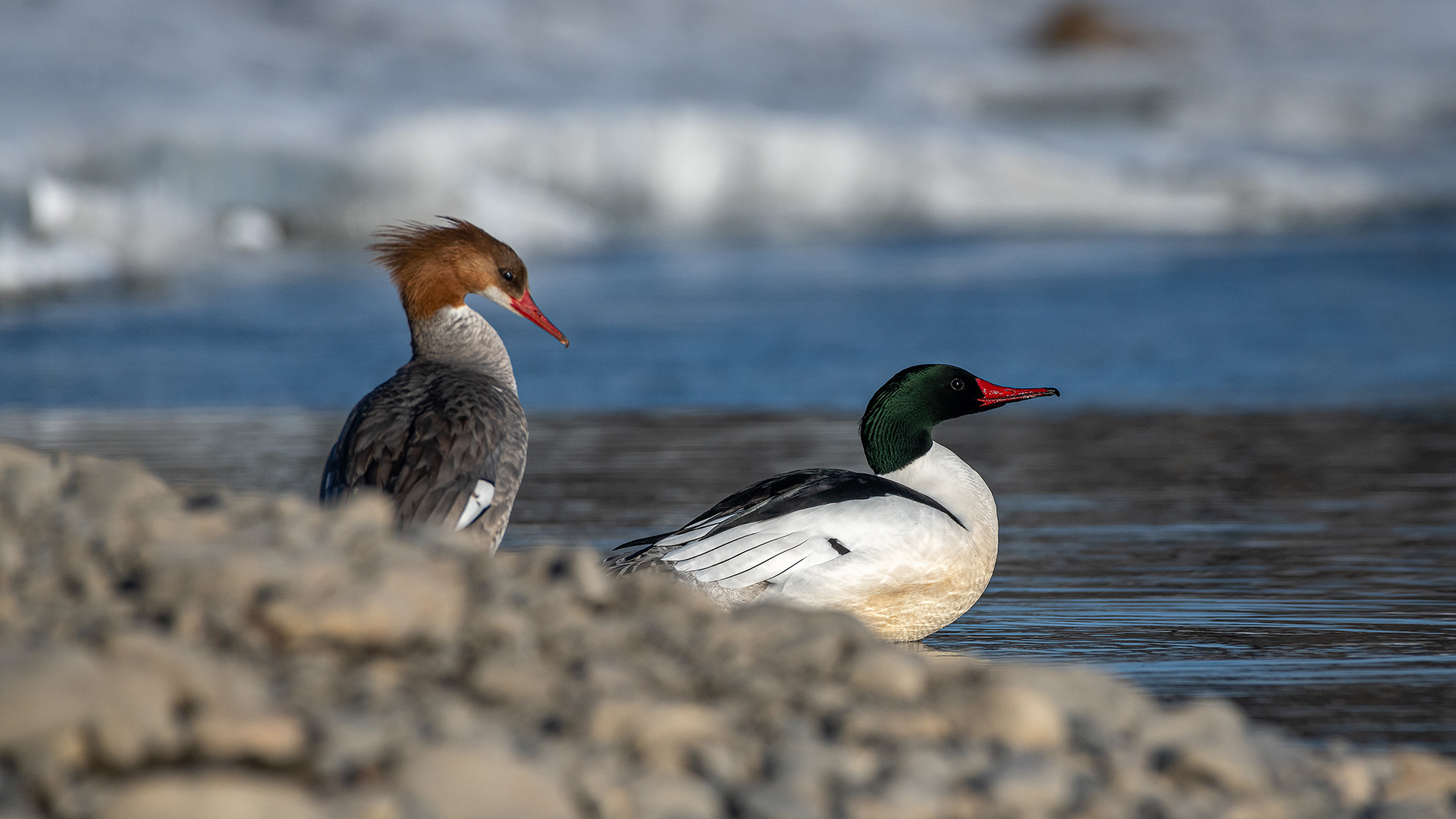 Common Merganser pair, near the Harvie Passage of the Bow River, Pearce Estate Park, Calgary, AB