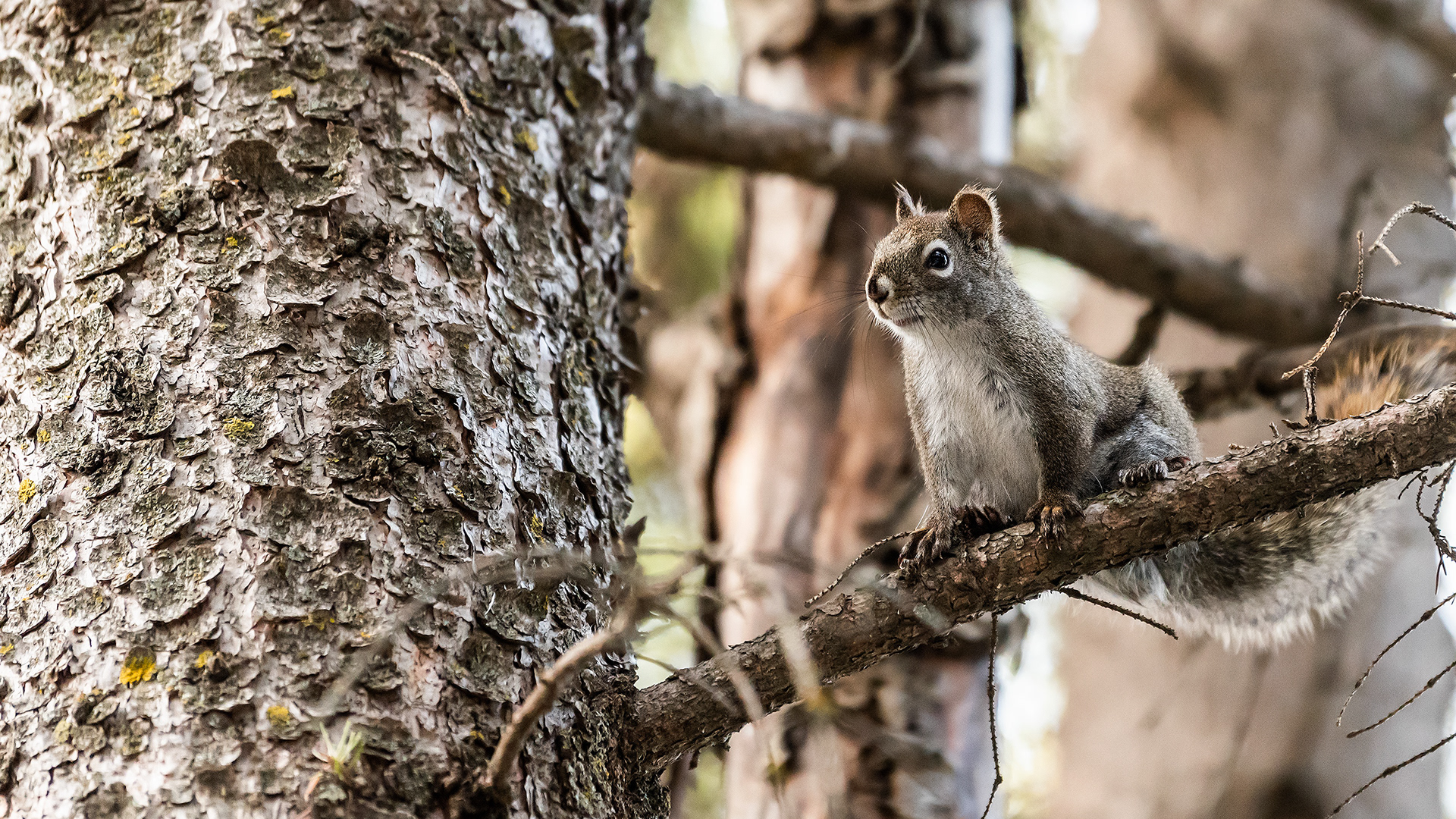 Red Squirrel near Marshall Springs, Fish Creek Prov. Park, Calgary, AB