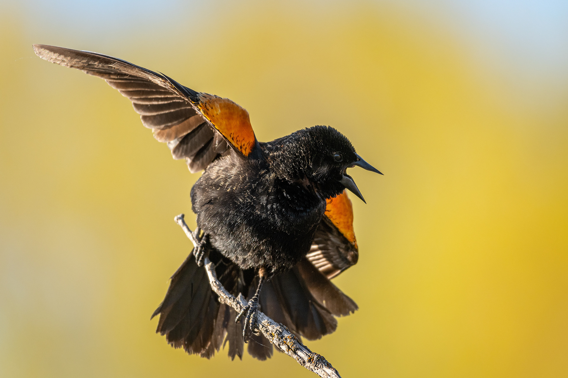 Red-winged Blackbird (male), Bridlewood Wetlands Park, Calgary, AB