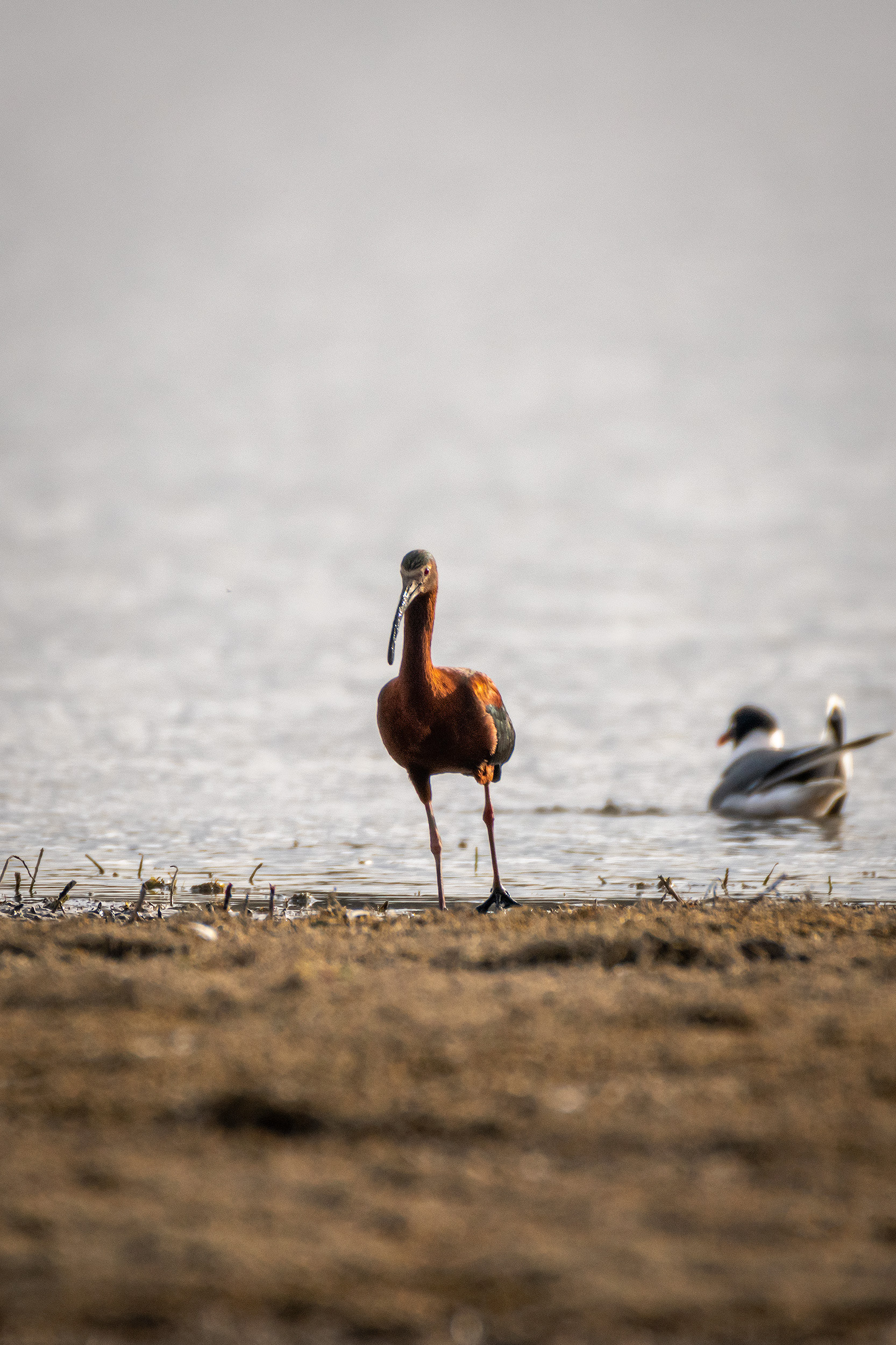 White-faced Ibis, Glenmore Reservoir, North Glenmore Park, Calgary, AB