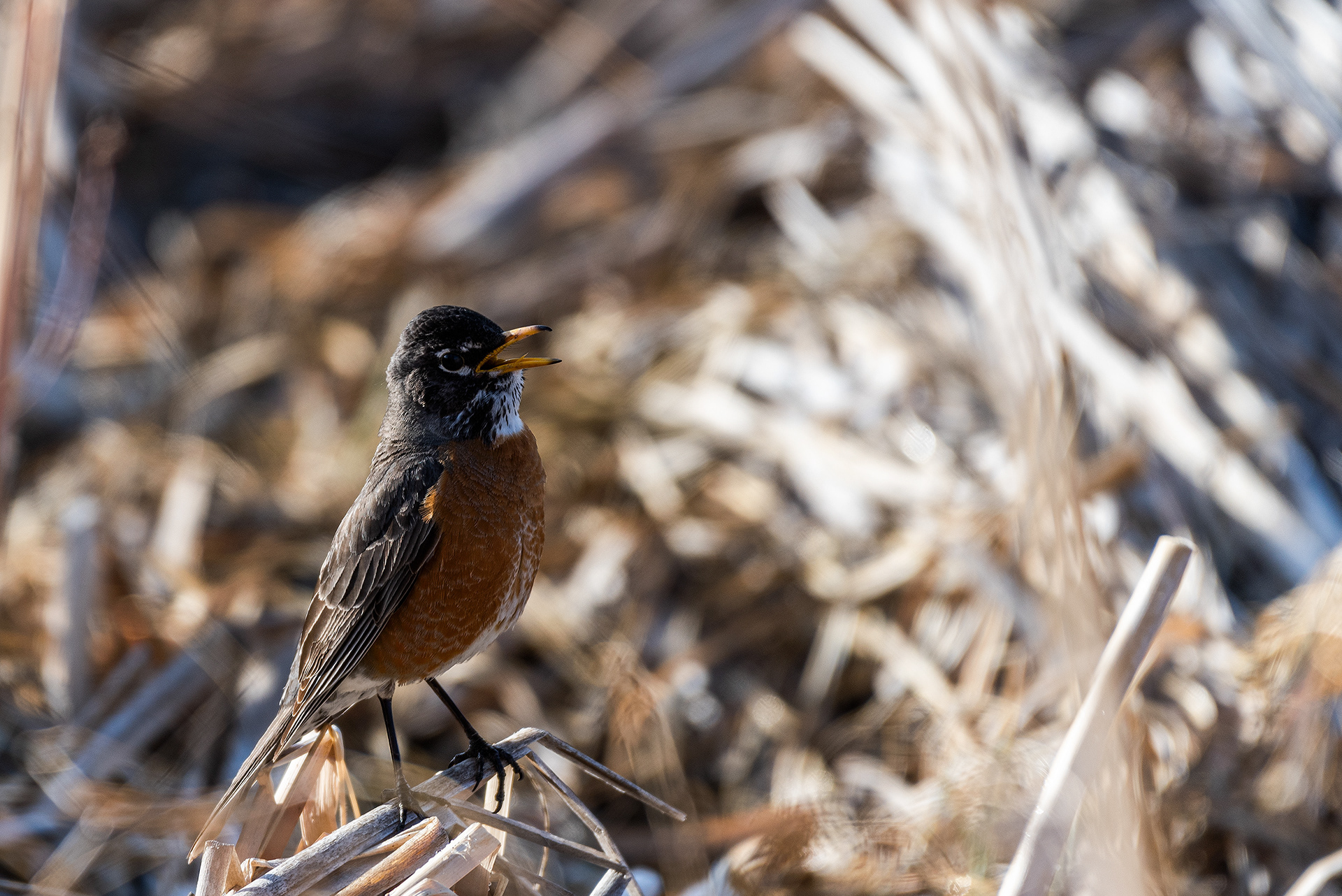 American Robin at Burnsmead Day Use Area, Fish Creek Provincial Park, Calgary, Alberta