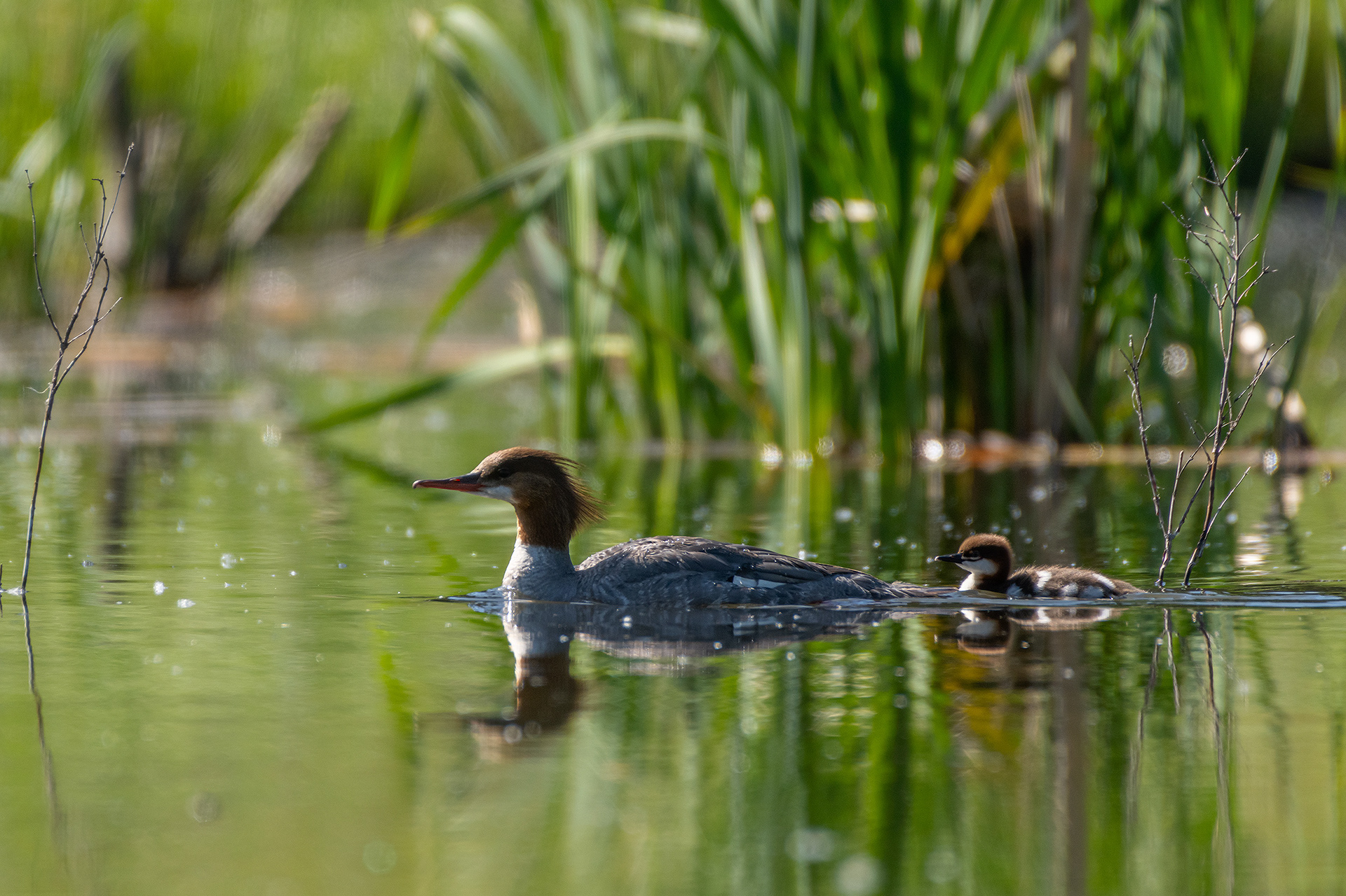 Common Mergansers, Marshall Springs ponds, Fish Creek Provincial Park, Calgary, AB