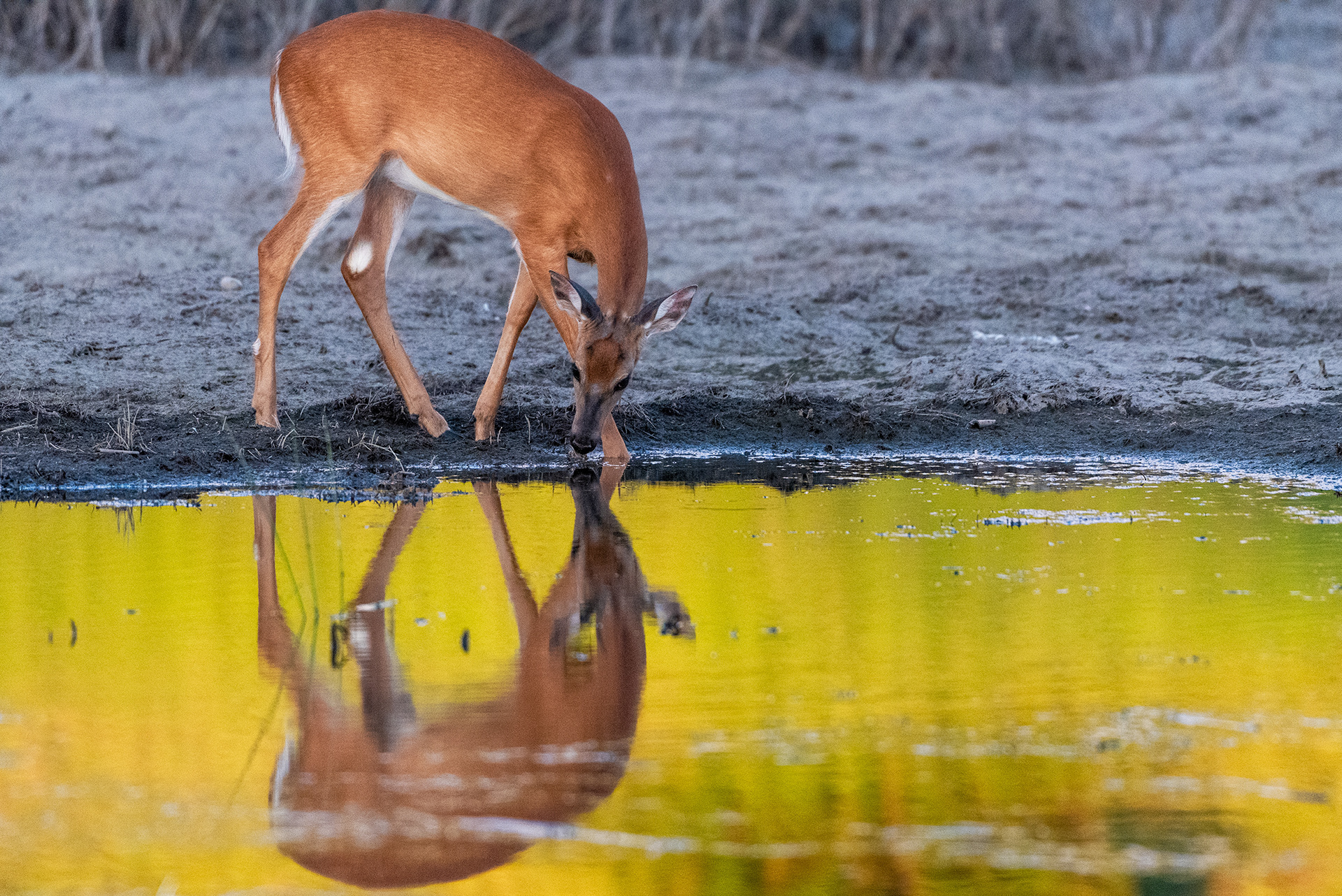 Deer