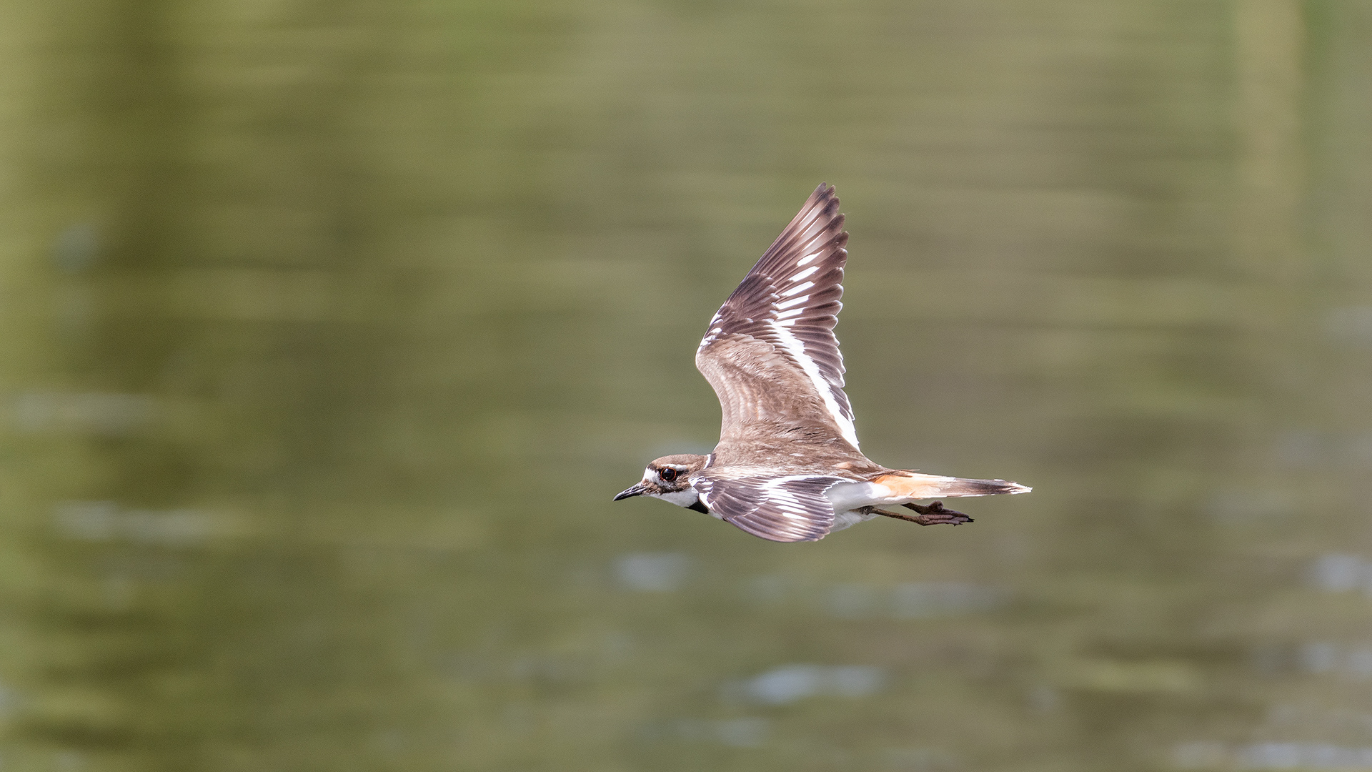 Killdeer (in flight), Marshall Springs, Fish Creek Prov. Park, Calgary, AB