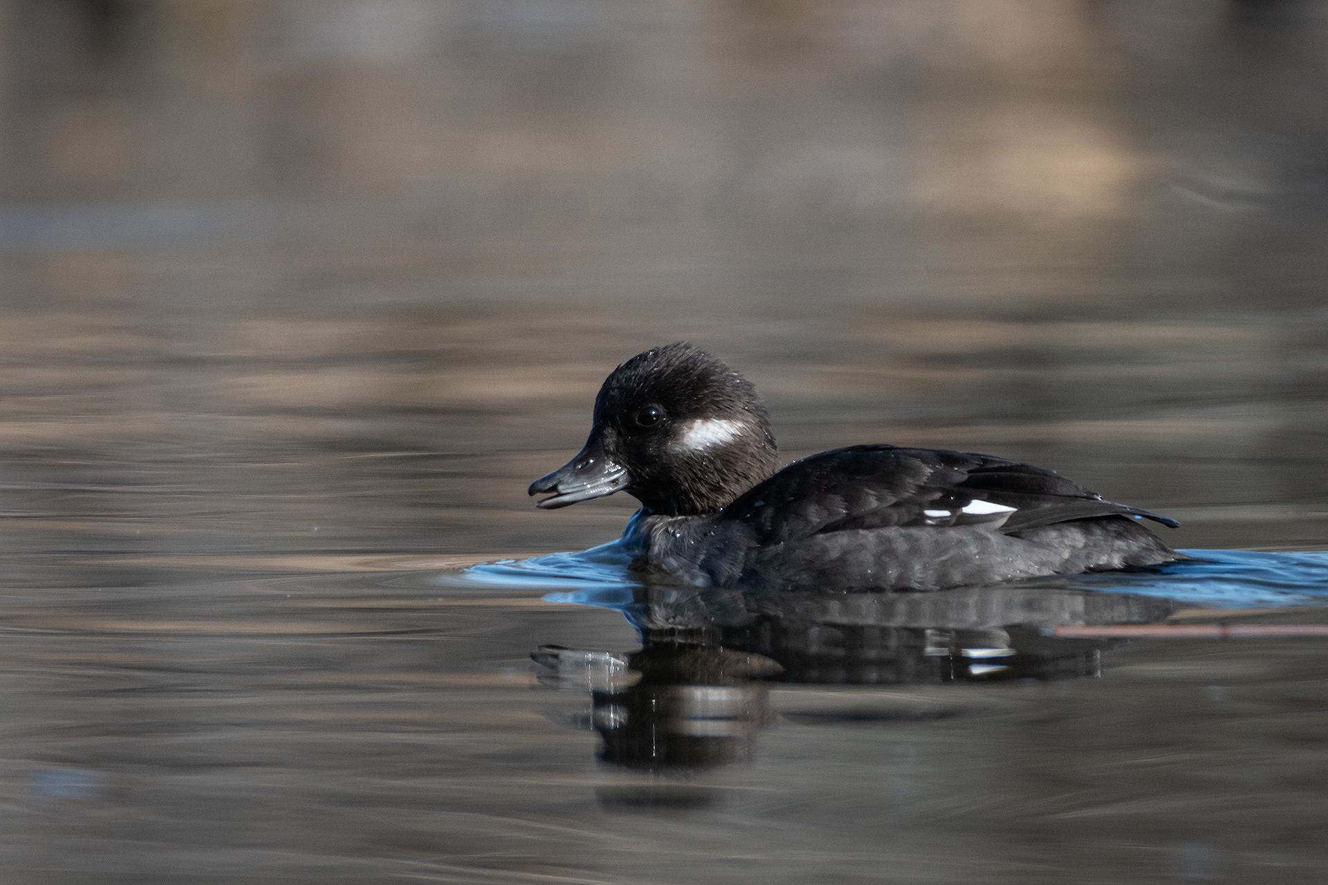 Bufflehead (female), Marshall Springs, Fish Creek Provincial Park, Calgary, AB