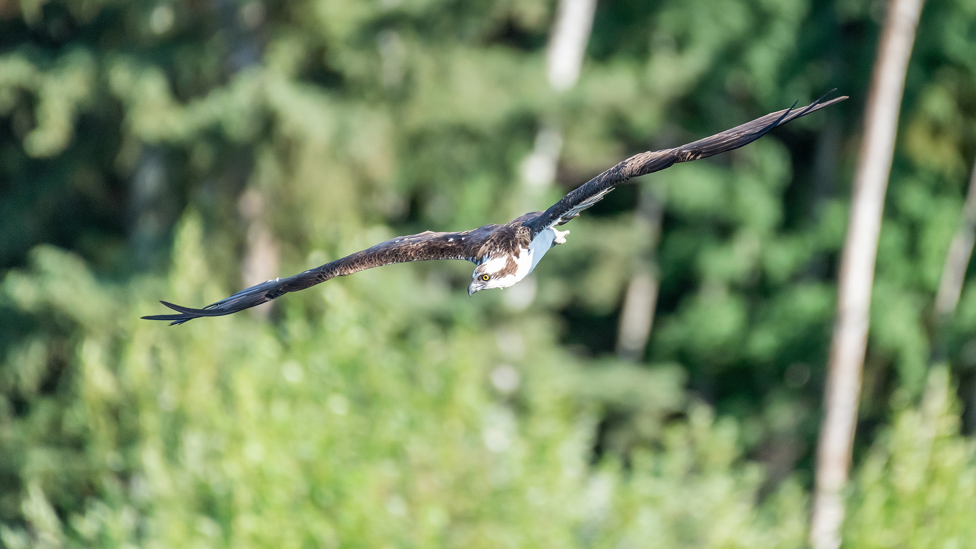 Osprey in flight, Marshall Springs - Fish Creek Prov. Park, Calgary, AB