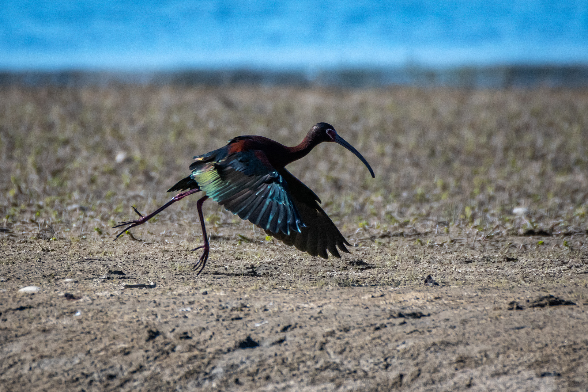 White-faced Ibis, Glenmore Reservoir, North Glenmore Park, Calgary, AB