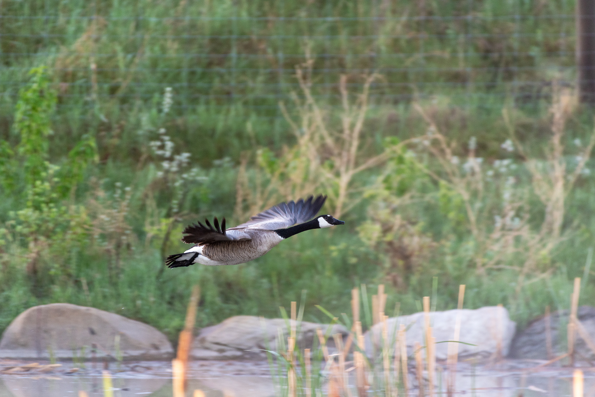 Canada Goose, Marshall Springs, Fish Creek Provincial Park, Calgary, Alberta