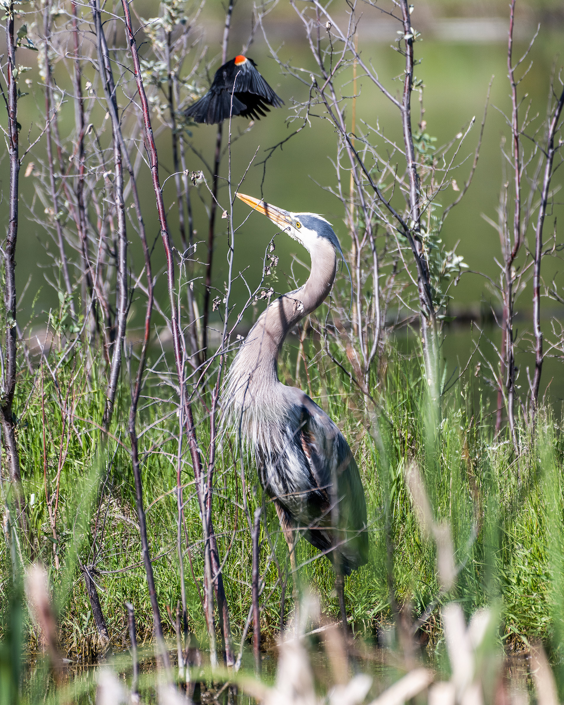 Great Blue Heron being harassed by a male Red-winged Blackbird (in flight), Marshall Springs, Fish Creek Prov. Park, Calgary, AB