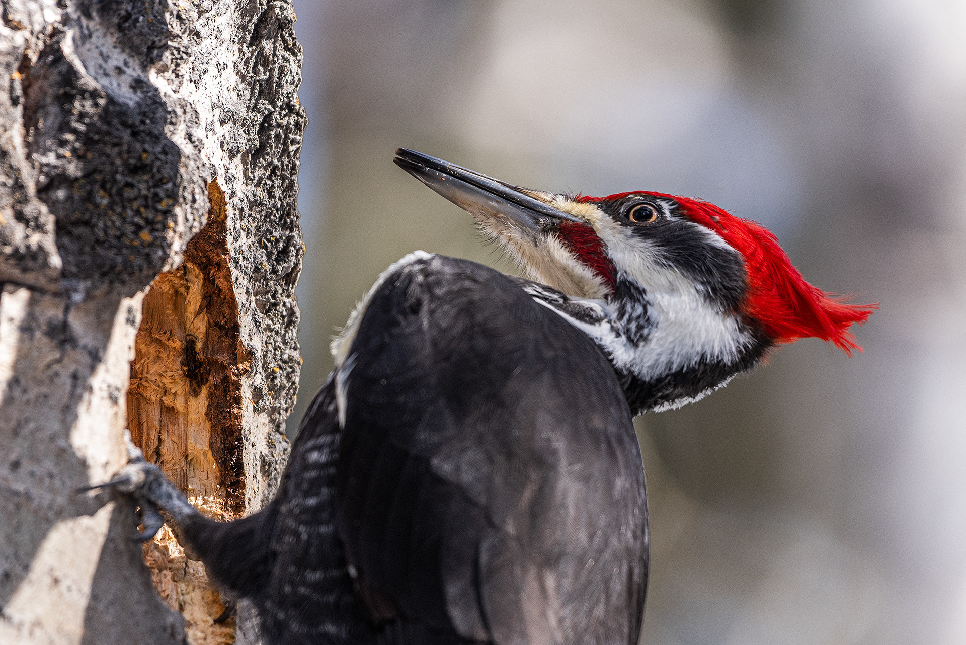 Pileated Woodpecker (male) near Marshall Springs in Fish Creek Provincial Park