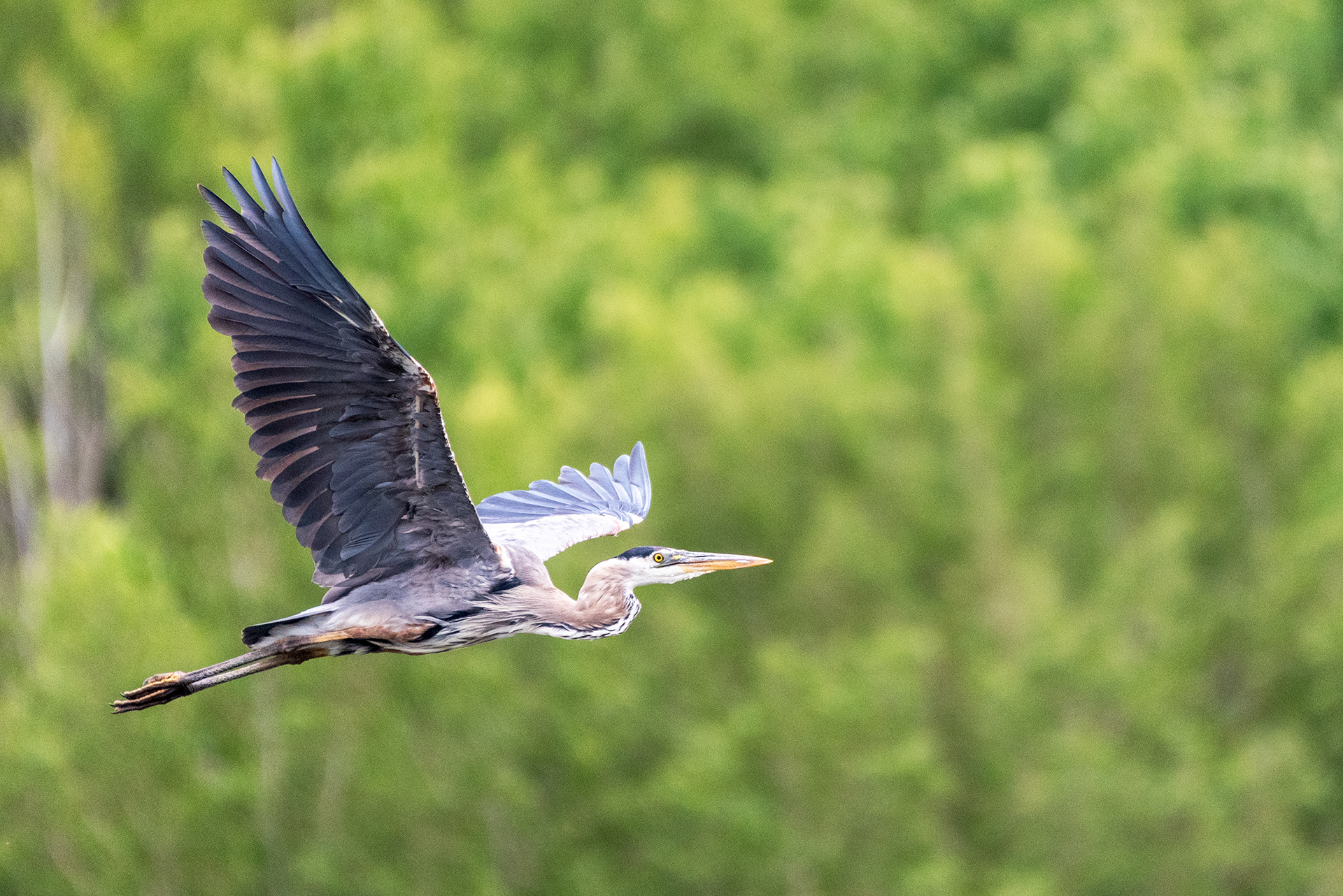 Great Blue Heron in flight