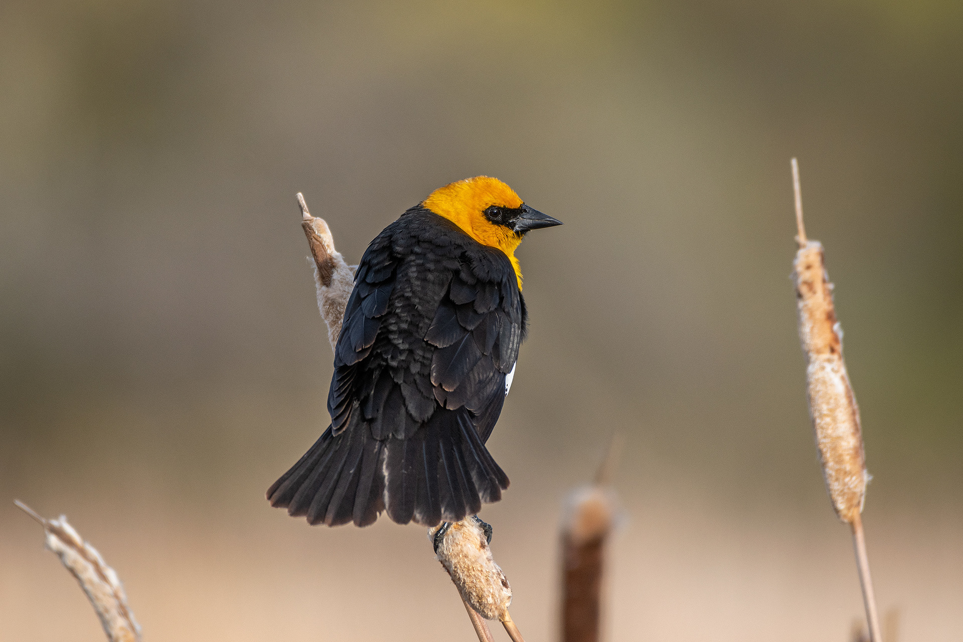 Yellow-headed Blackbird (male), Bridlewood Wetlands Park, Calgary, AB