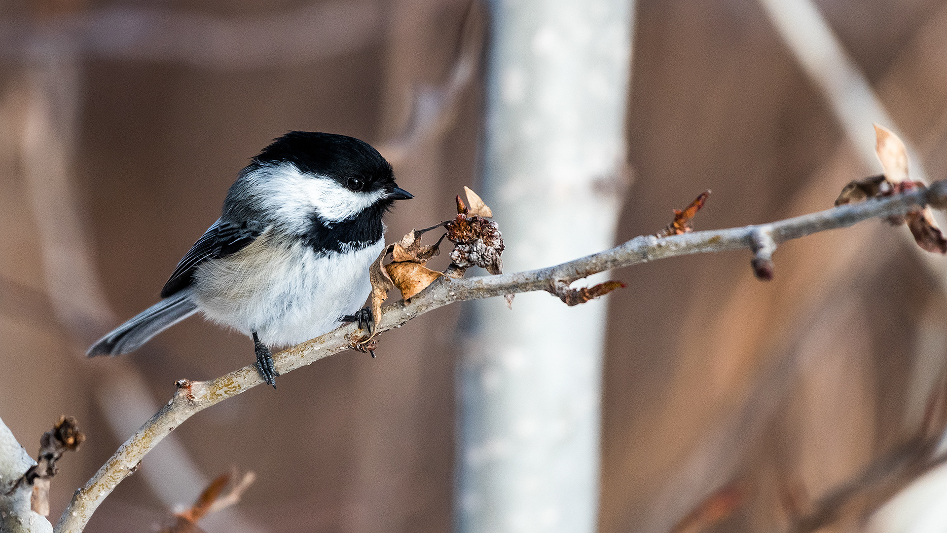 Black-capped Chickadee near Mallard Point, Fish Creek Prov. Park, Calgary, AB