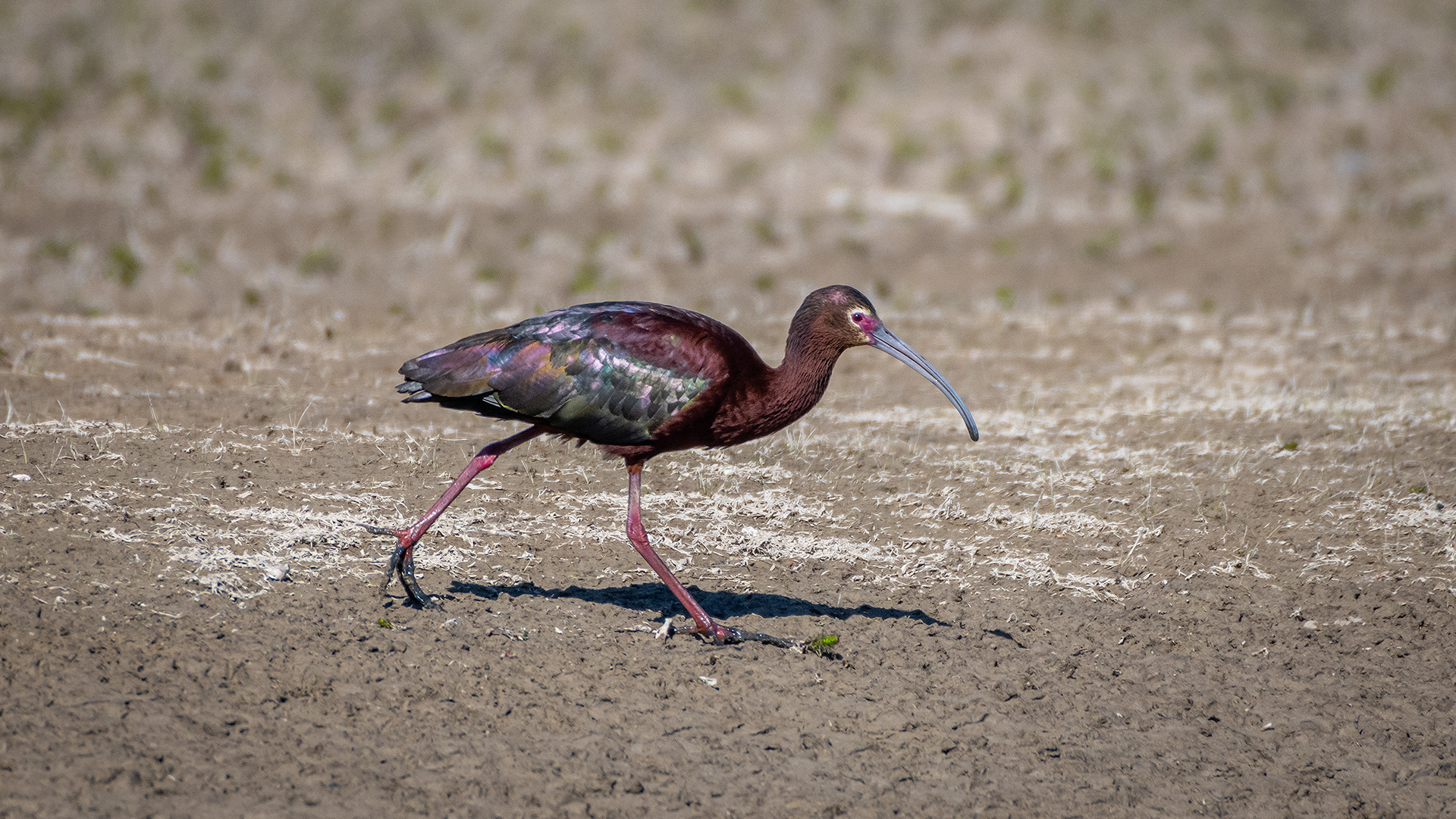 White-faced Ibis, Glenmore Reservoir, North Glenmore Park, Calgary, AB