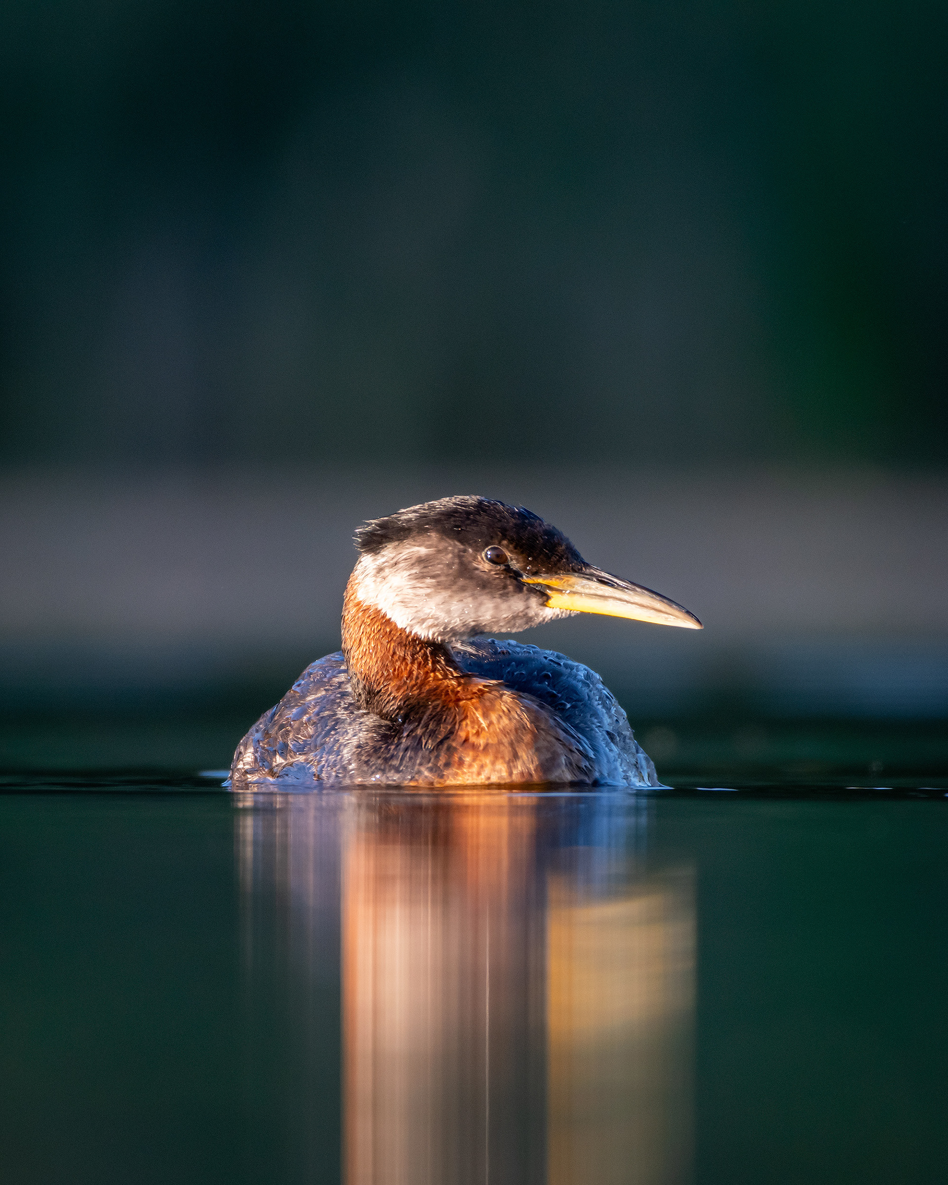 Red-necked Grebe, Marshall Springs ponds, Fish Creek Provincial Park, Calgary, AB