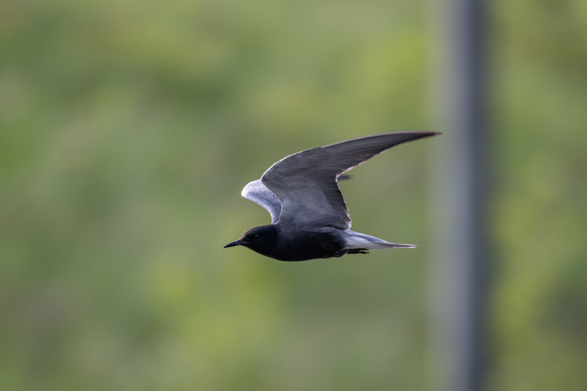 Black Tern (in flight), Marshall Springs ponds, Fish Creek Provincial Park, Calgary, AB
