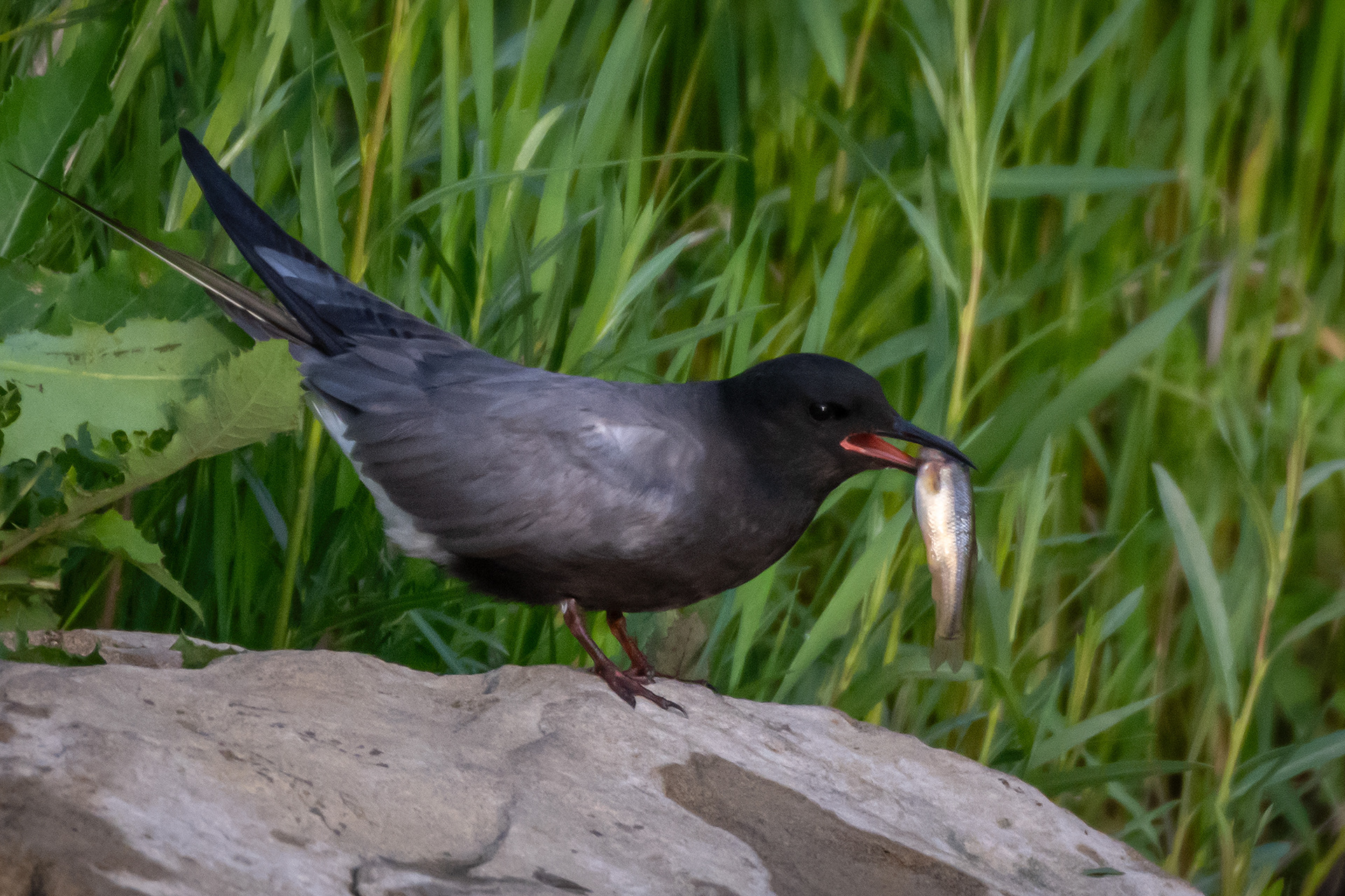 Black Tern (immature) with a small fish, Marshall Springs ponds, Fish Creek Provincial Park, Calgary, AB