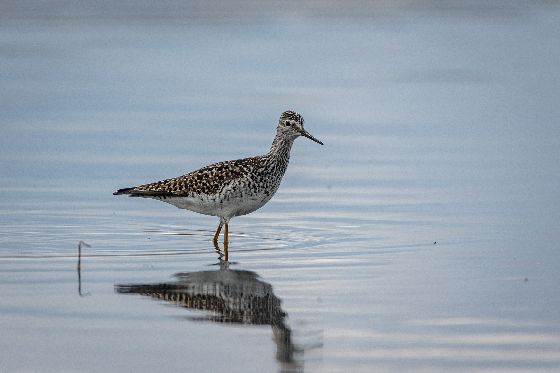 Yellowlegs, Glenmore Reservoir, North Glenmore Park, Calgary, AB