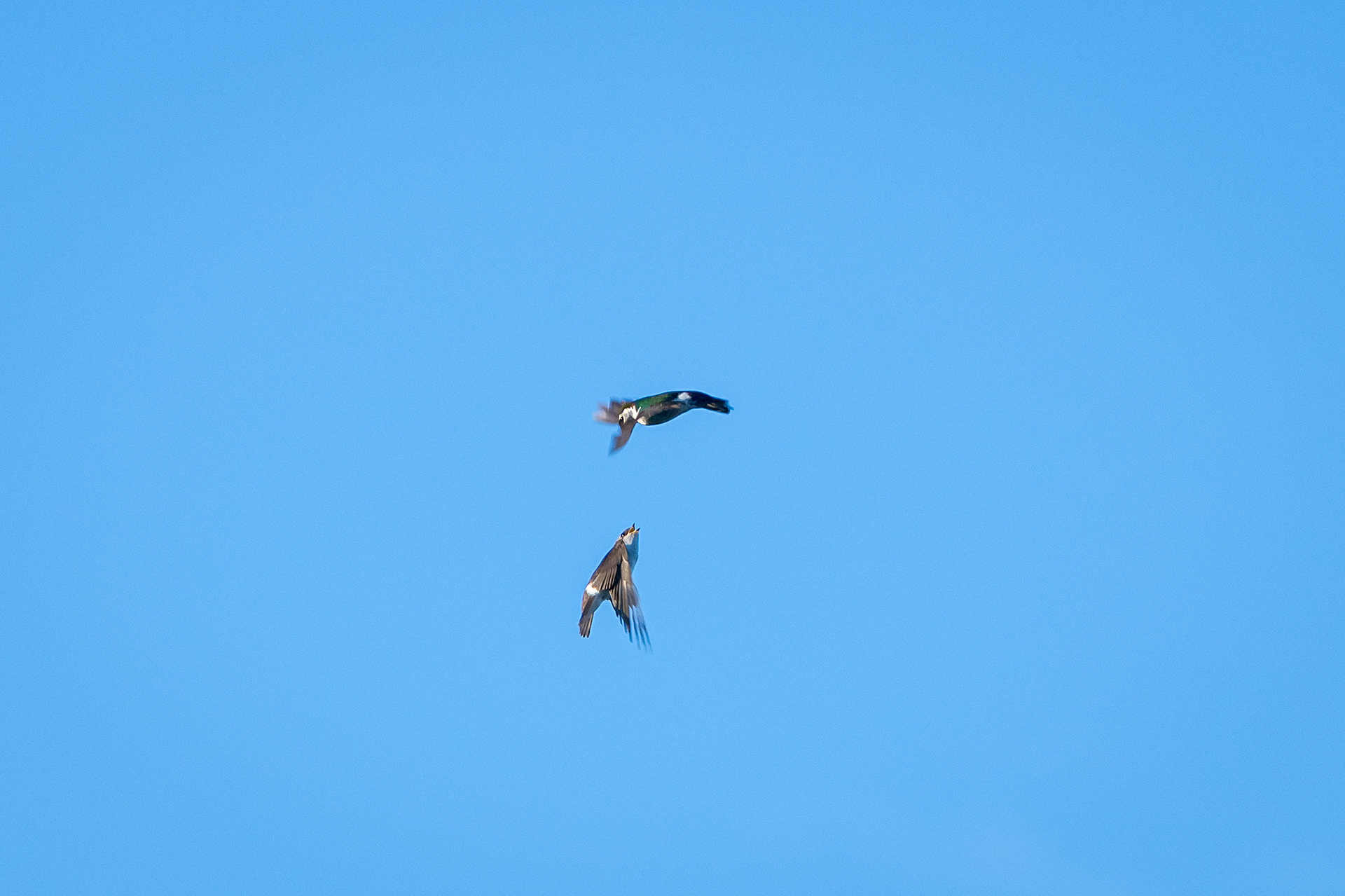 Swallows (in flight), Marshall Springs, Fish Creek Provincial Park, Calgary, AB