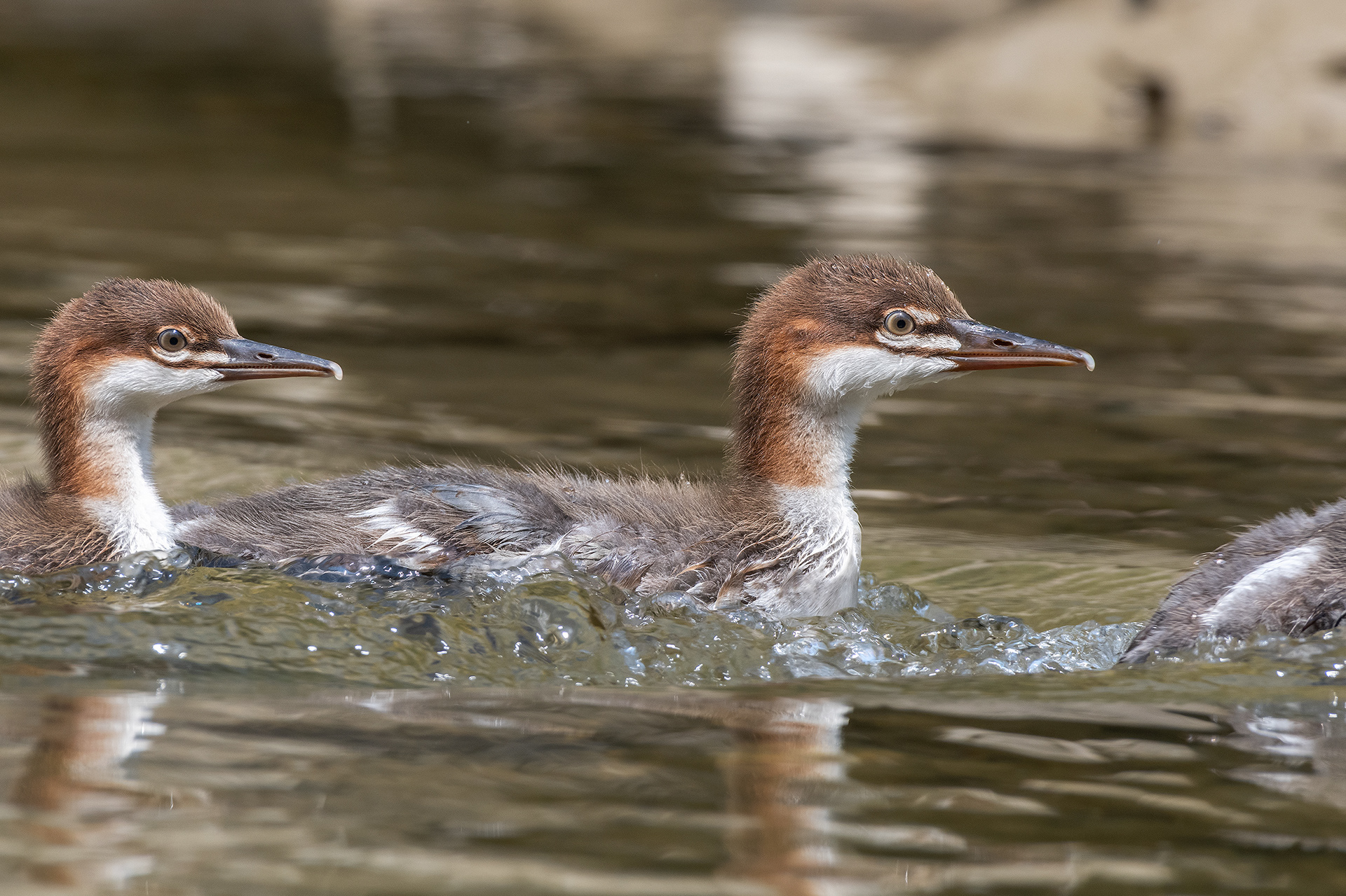 Common Mergansers (immature), Marshall Springs - Fish Creek Prov. Park, Calgary, AB