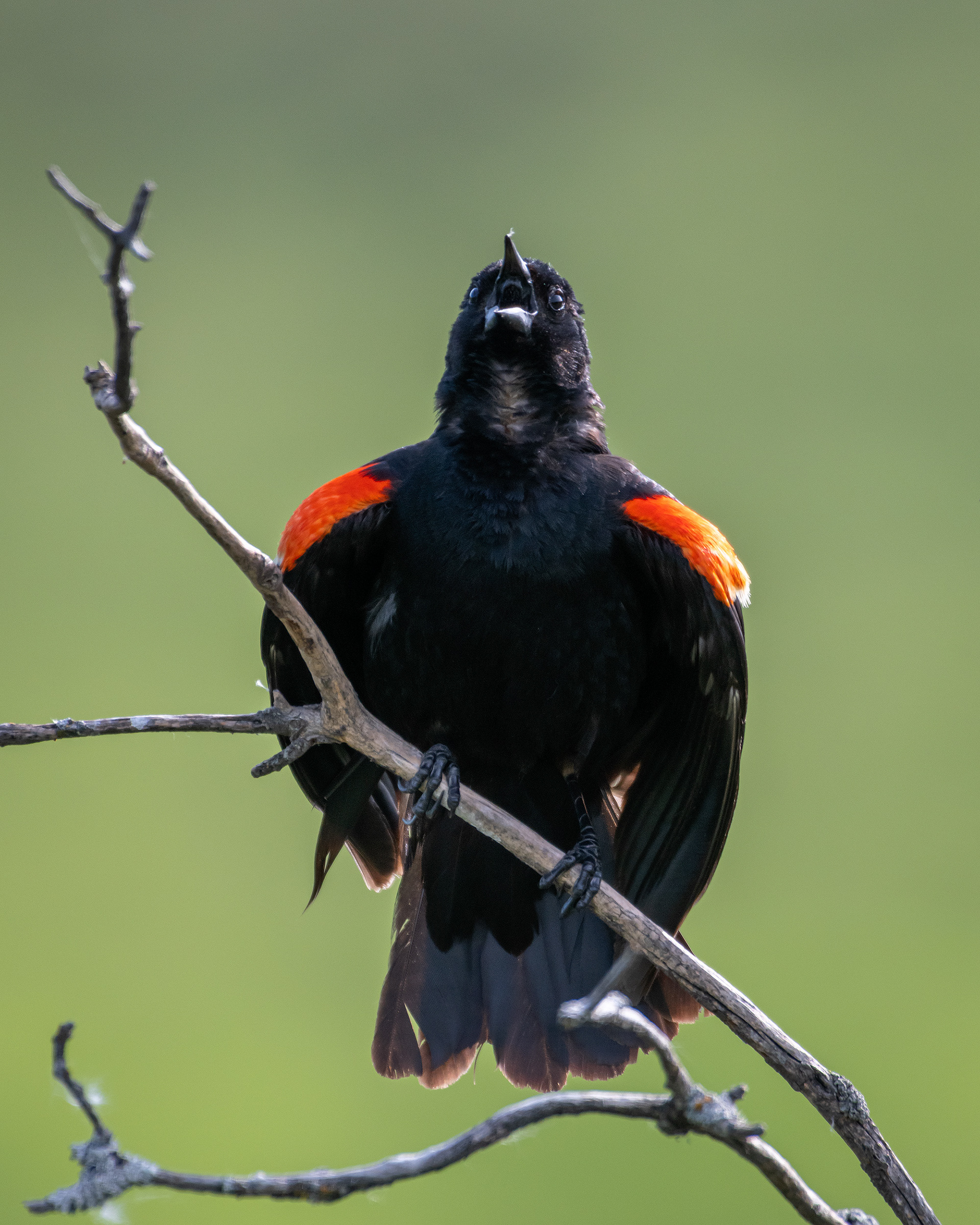 Red-winged Blackbird (male), Marshall Springs ponds, Fish Creek Provincial Park, Calgary, AB