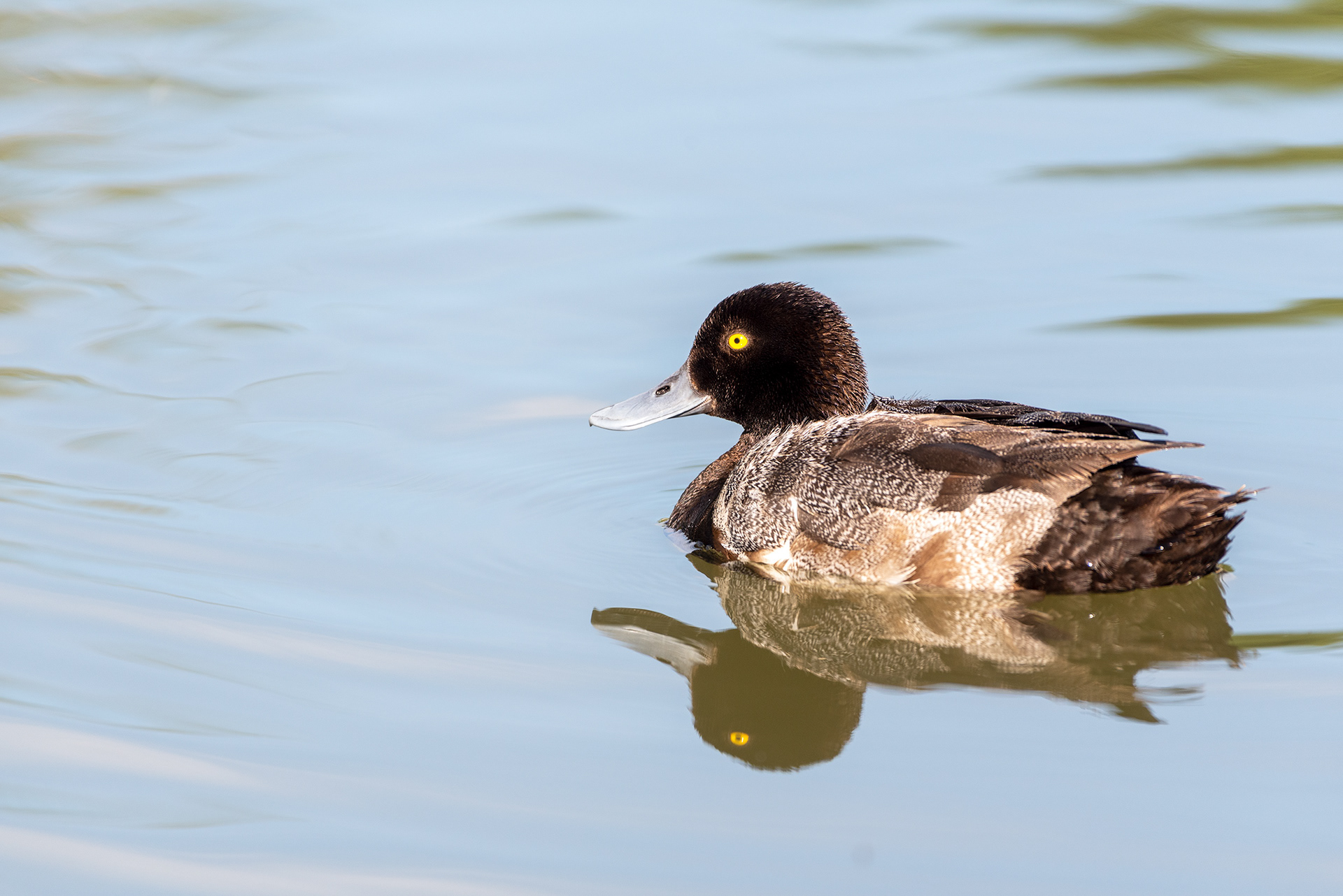 Lesser Scaup, Bridlewood Wetlands Park, Calgary, Alberta
