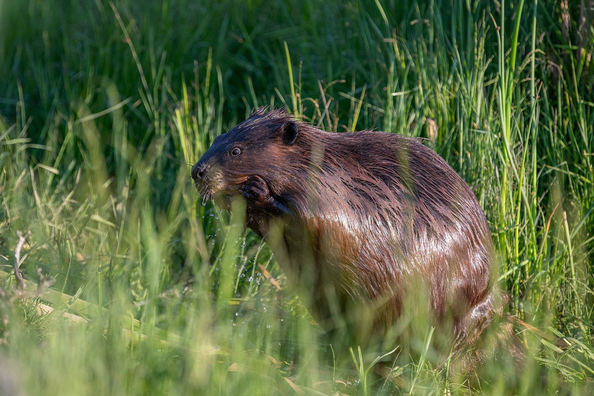 Beaver, Marshall Springs ponds, Fish Creek Provincial Park, Calgary, AB