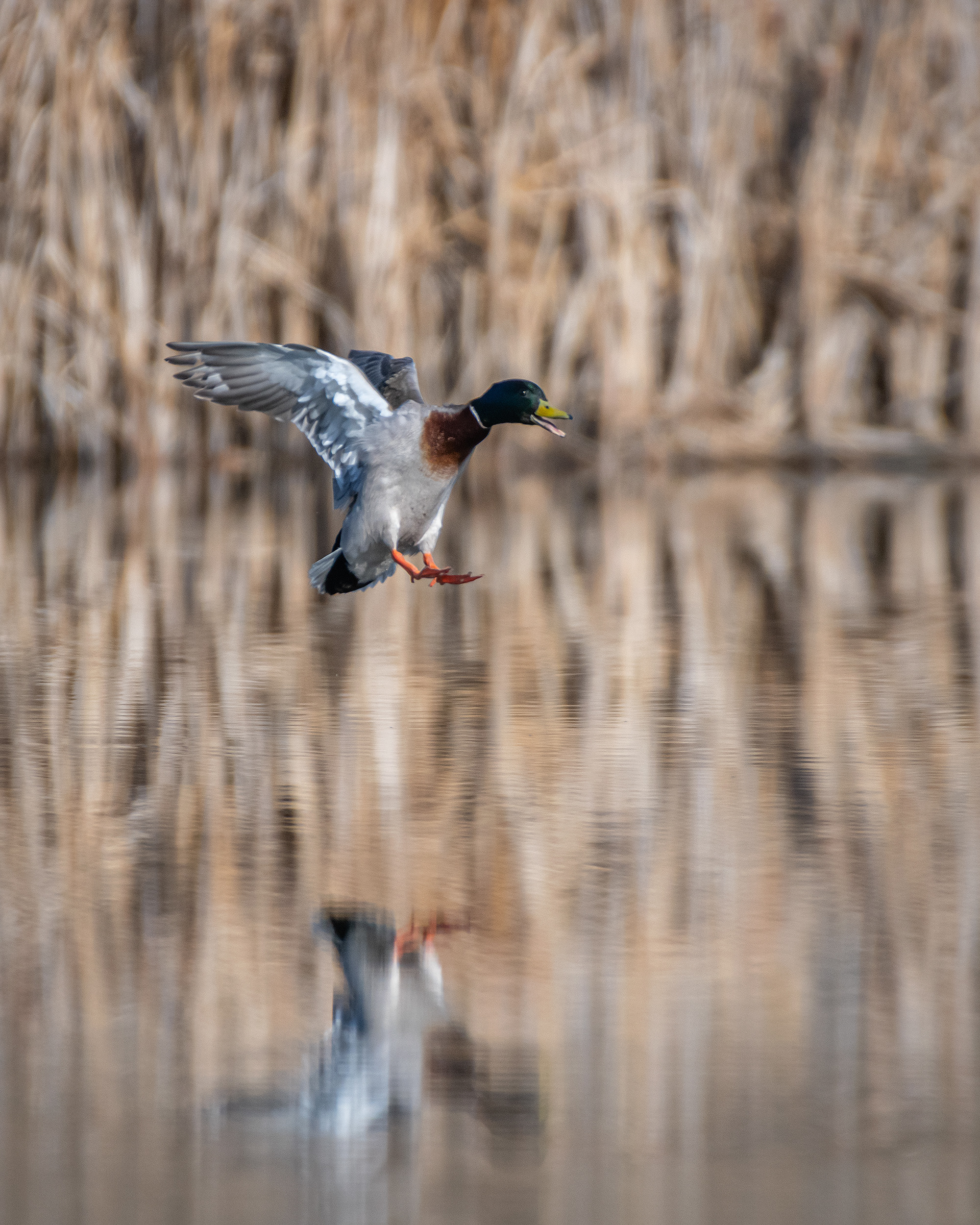 Mallard (male) in flight, Marshall Springs, Fish Creek Provincial Park, Calgary, AB