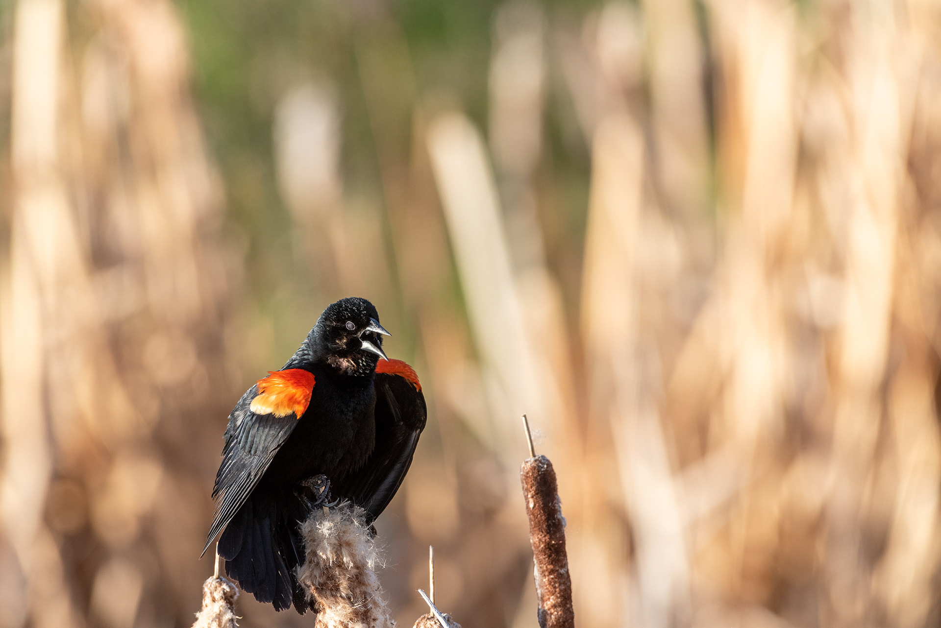 Red-winged Blackbird, Marshall Springs, Fish Creek Provincial Park, Calgary, Alberta