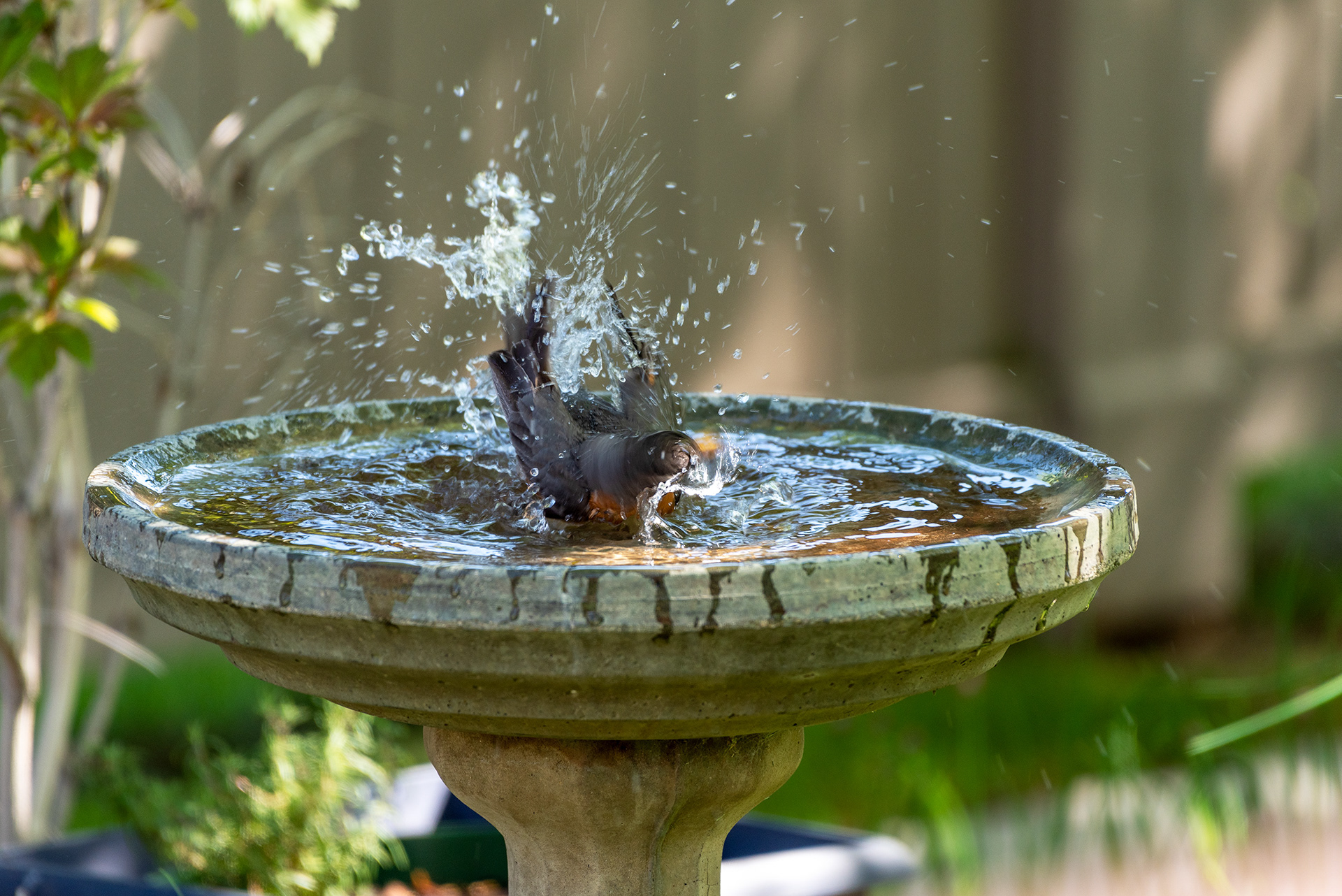 American robin, bird bath, Bridlewood, Calgary, Alberta