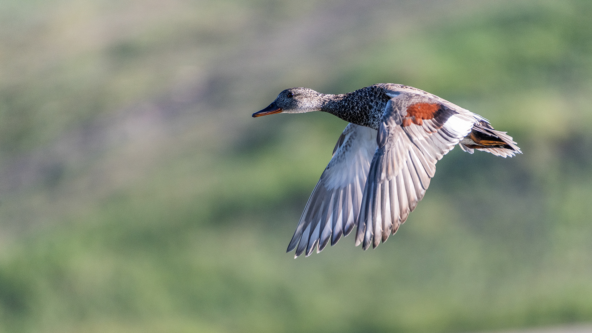 Gadwall (in flight), Marshall Springs, Fish Creek Prov. Park, Calgary, AB