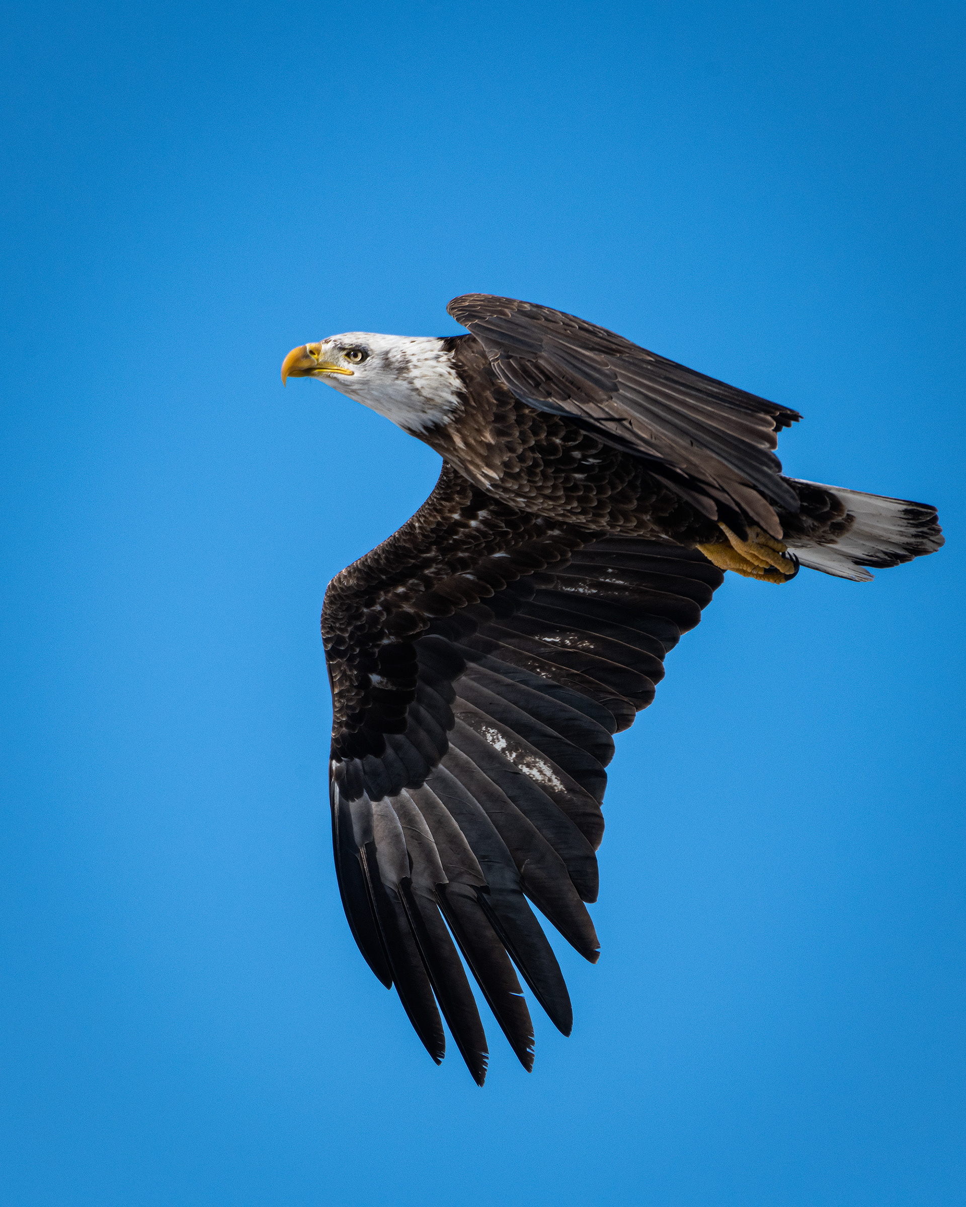 Bald Eagle (immature, but barely) in flight - Southview Off Leash Dog Park, Calgary, AB