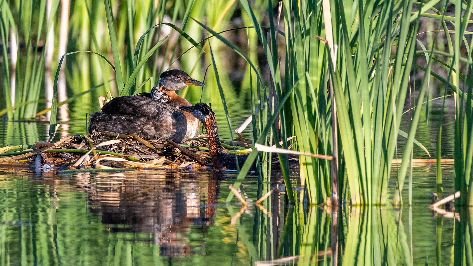 Red-necked Grebe pair at their nest with the two chicks (female on the nest, male feeding the chicks), Marshall Springs - Fish Creek Prov. Park, Calgary, AB