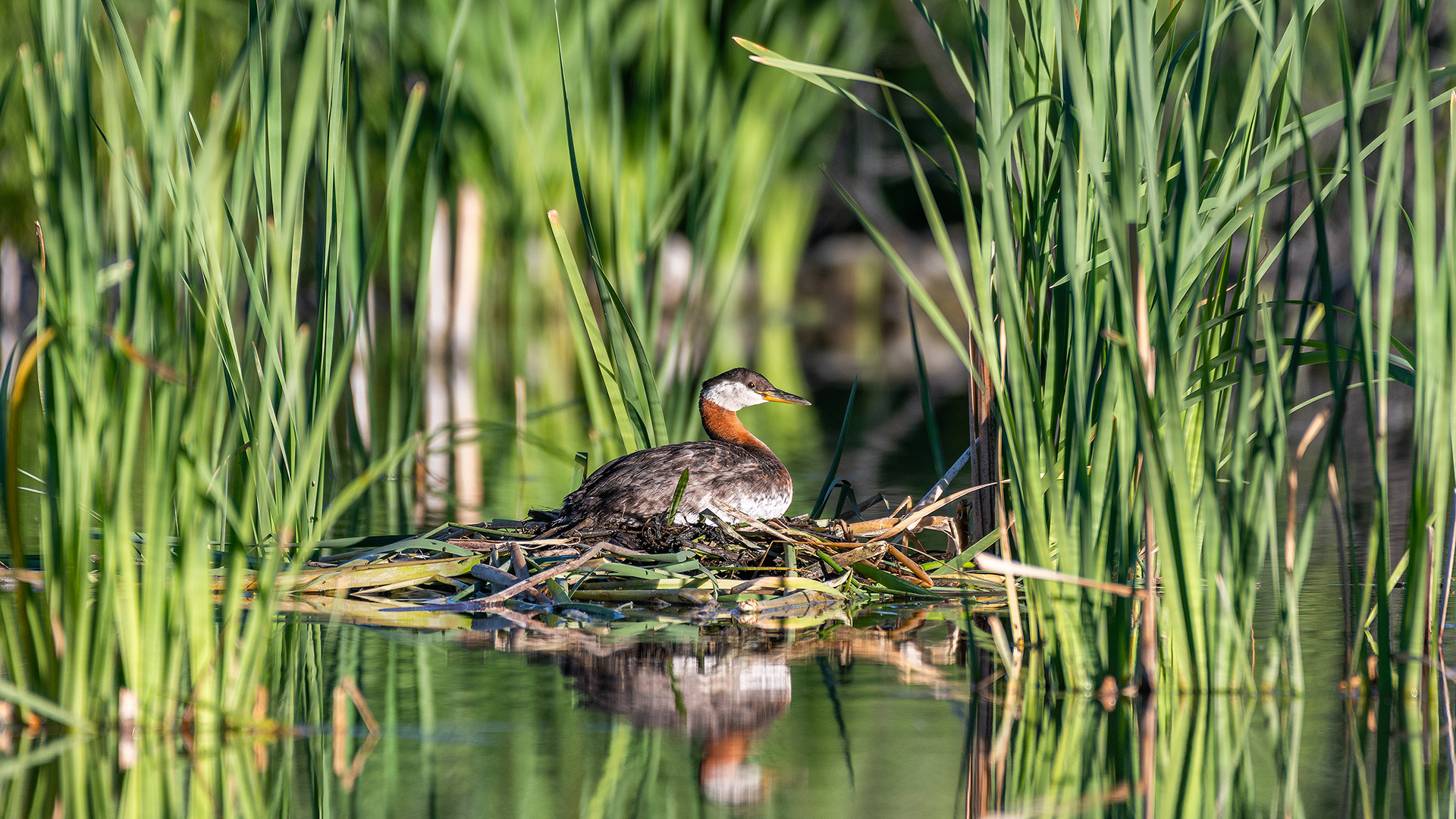 Red-necked Grebe (female) on her nest, Marshall Springs - Fish Creek Prov. Park, Calgary, AB