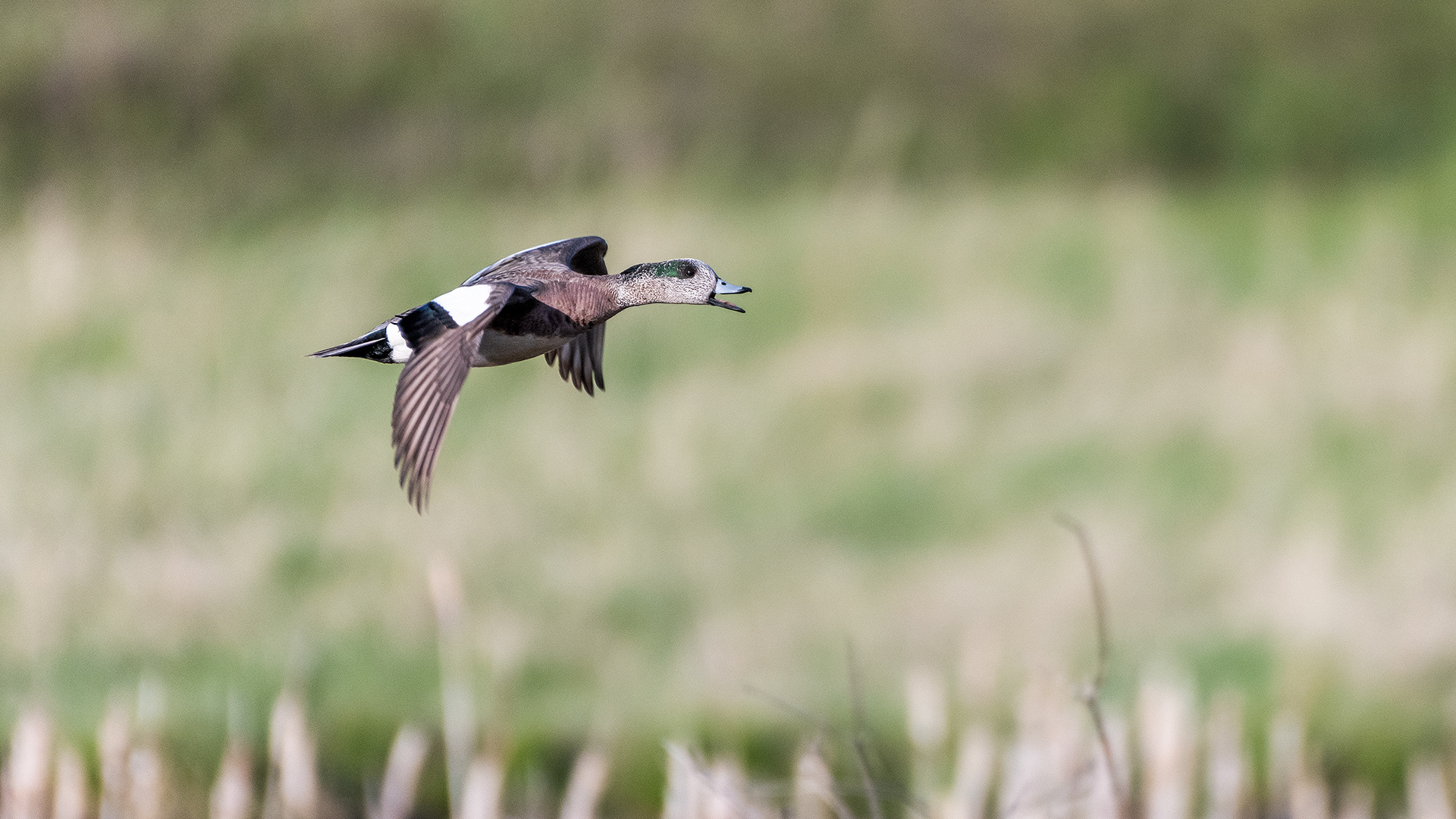 American Wigeon (male, in flight and calling) at the Marshall Springs ponds in Fish Creek Provincial Park, Calgary, Alberta