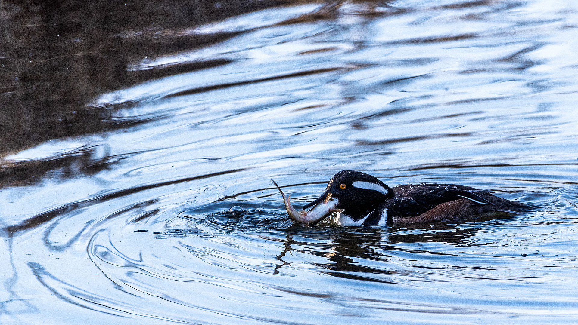 Hooded Merganser (male) at the Inglewood Bird Sanctuary & Nature Centre, Calgary, Alberta