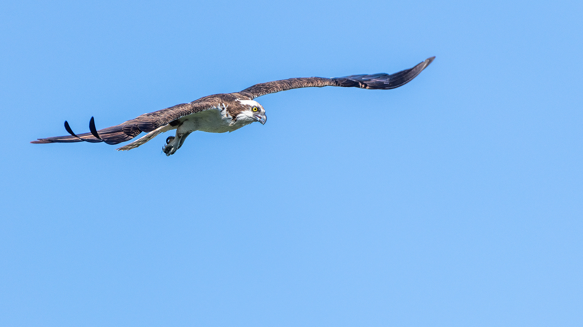 Osprey in flight, Marshall Springs - Fish Creek Prov. Park, Calgary, AB