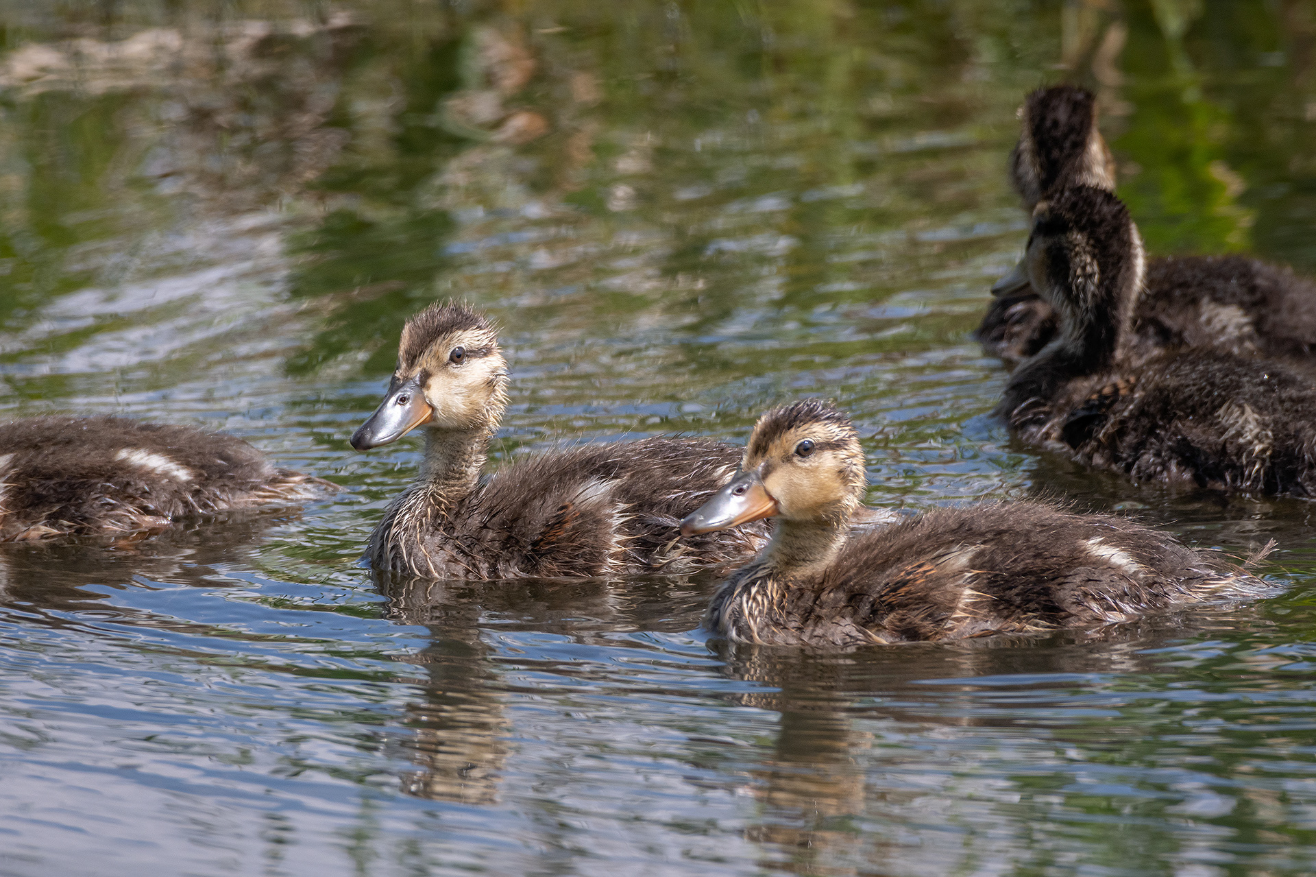 Mallards (immature), Marshall Springs ponds, Fish Creek Provincial Park, Calgary, AB