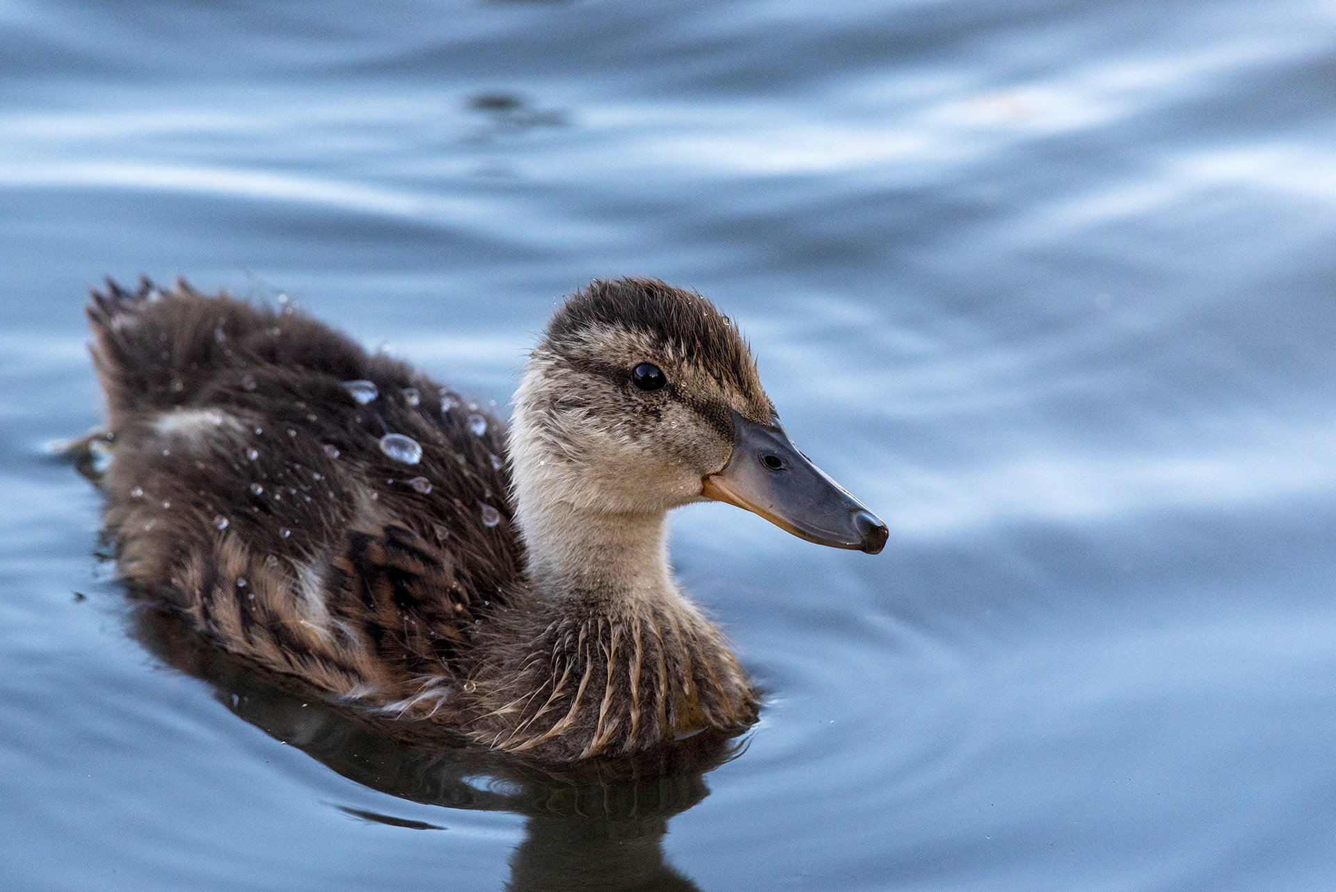 Mallard duckling