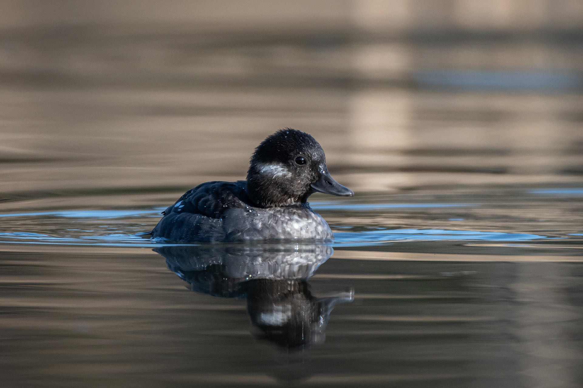 Bufflehead (female), Marshall Springs, Fish Creek Provincial Park, Calgary, AB