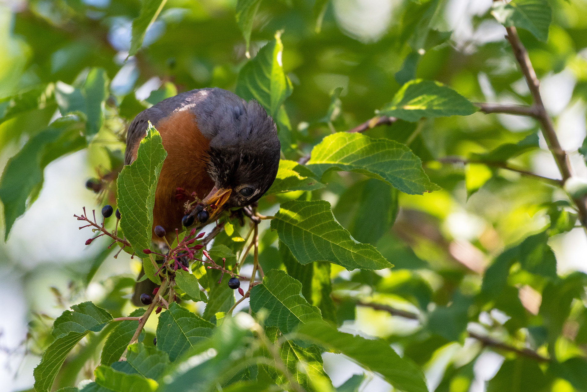 American Robin shows it helps to be flexible when collecting ripened berries from a tree